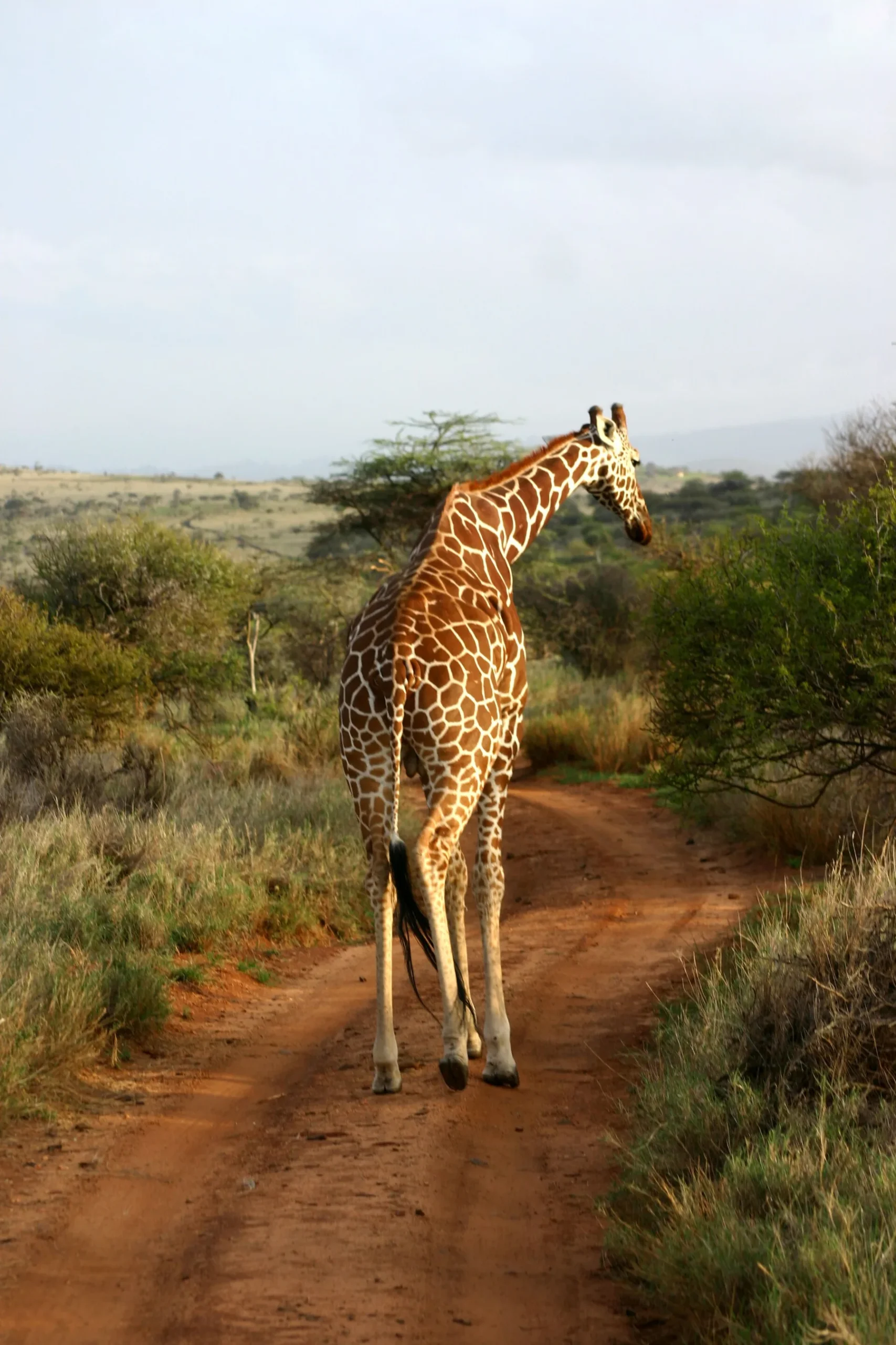 Reticulated giraffe walking down a red-earth track in Lewa Wildlife Conservancy