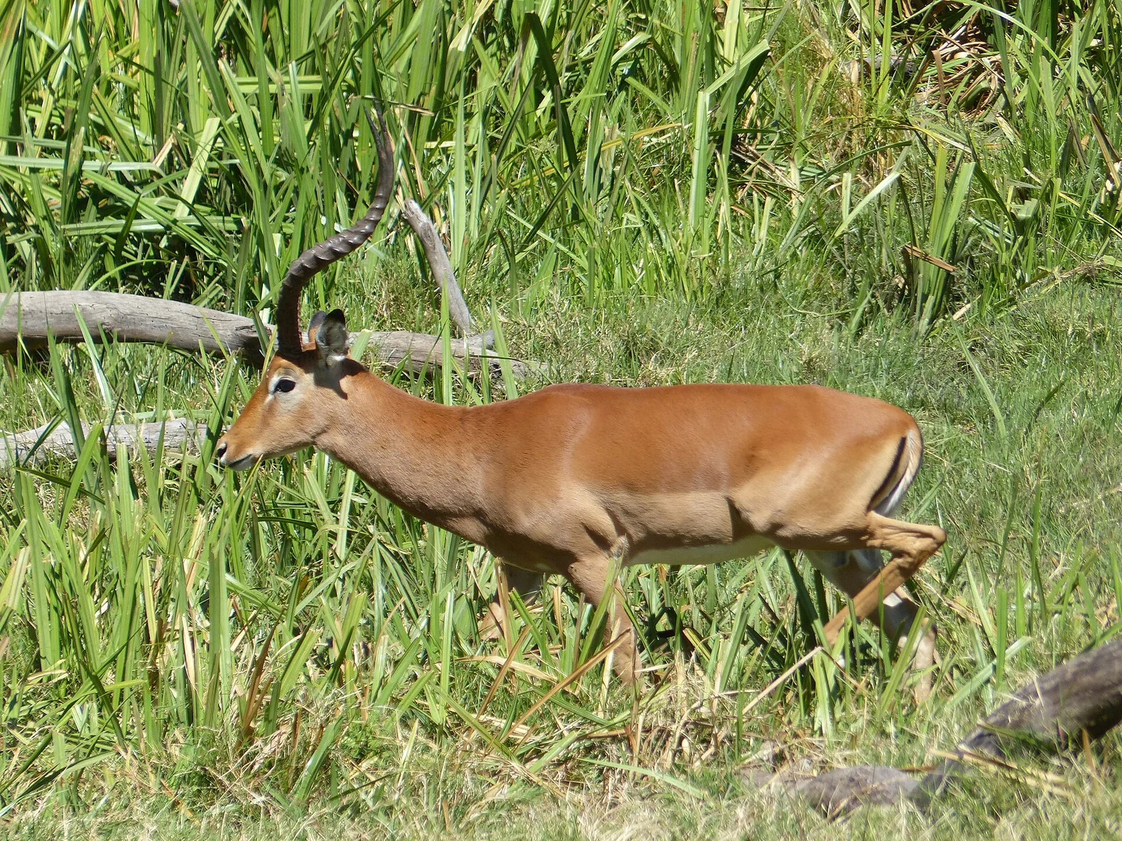 Male impala walking through tall green vegetation in Lewa Wildlife Conservancy