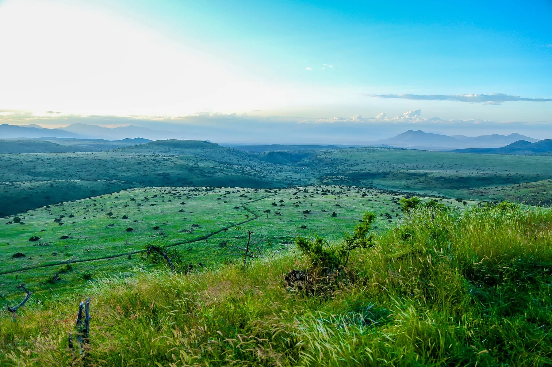 Wide green hills and open conservancy landscape at Lewa in Laikipia