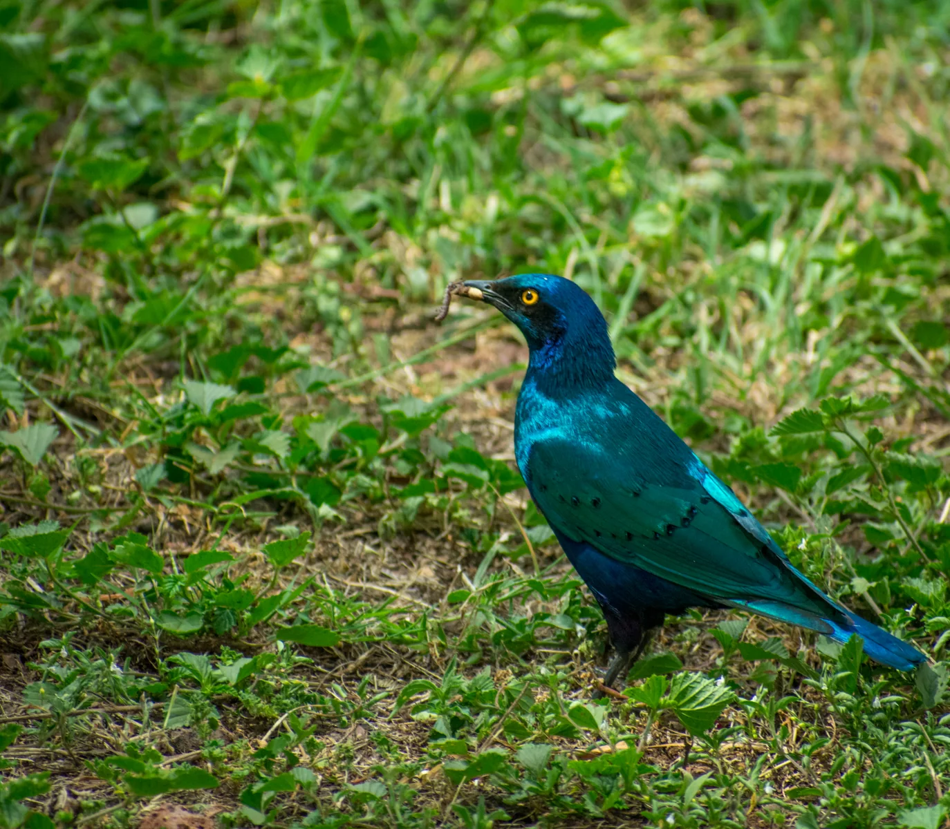 Superb starling holding a caterpillar in green vegetation at Lewa Wildlife Conservancy