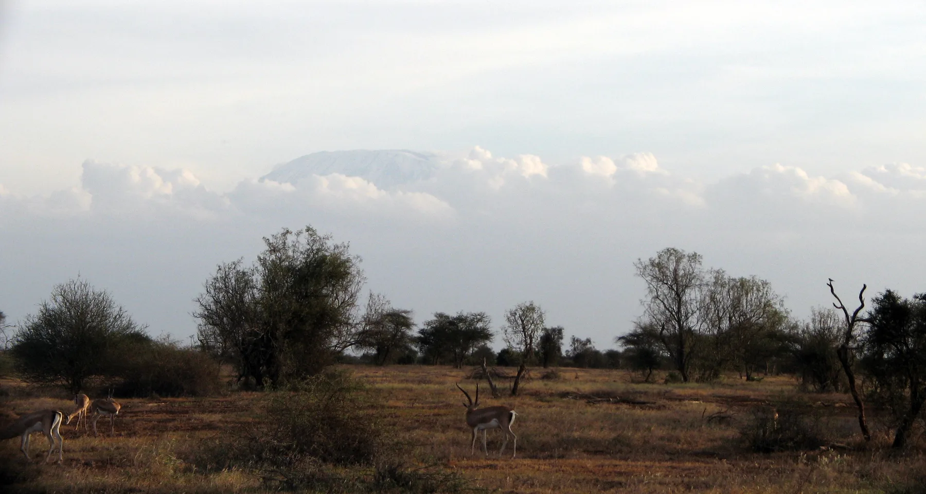 Open Laikipia grassland with antelope, trees and a distant mountain beneath cloud