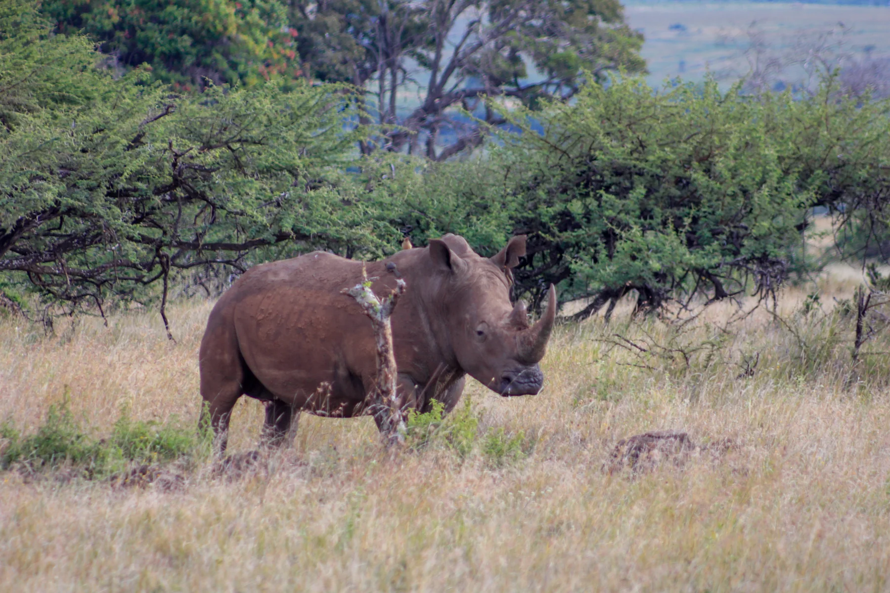 White rhinoceros standing among acacia scrub in Lewa Wildlife Conservancy