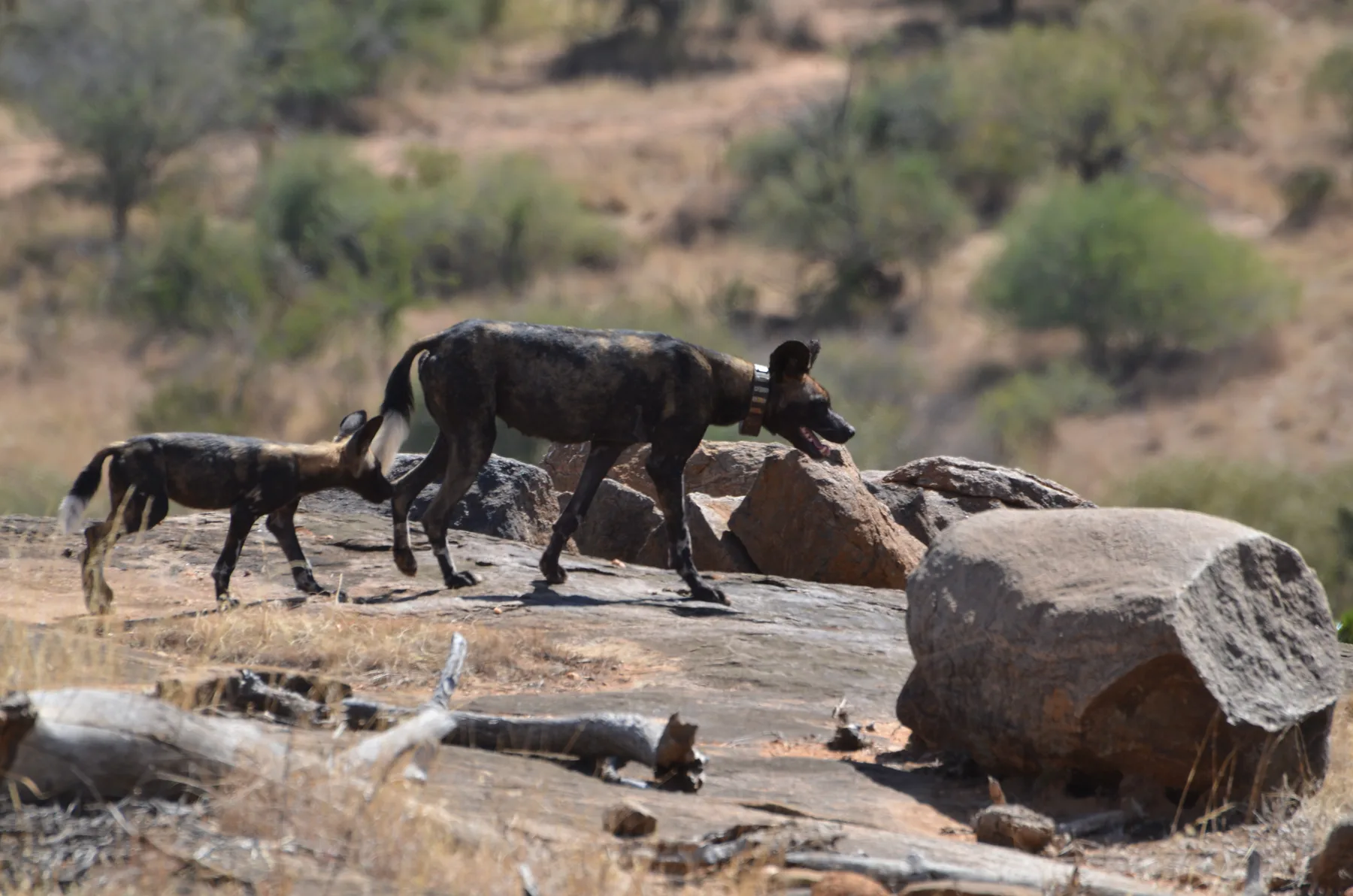 Adult and juvenile African wild dogs walking across rocky Laikipia habitat