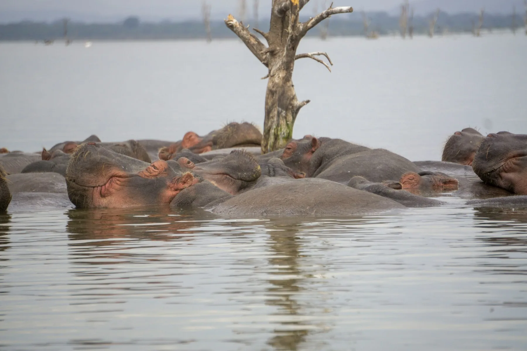 Hippos resting together in the water at Lake Naivasha