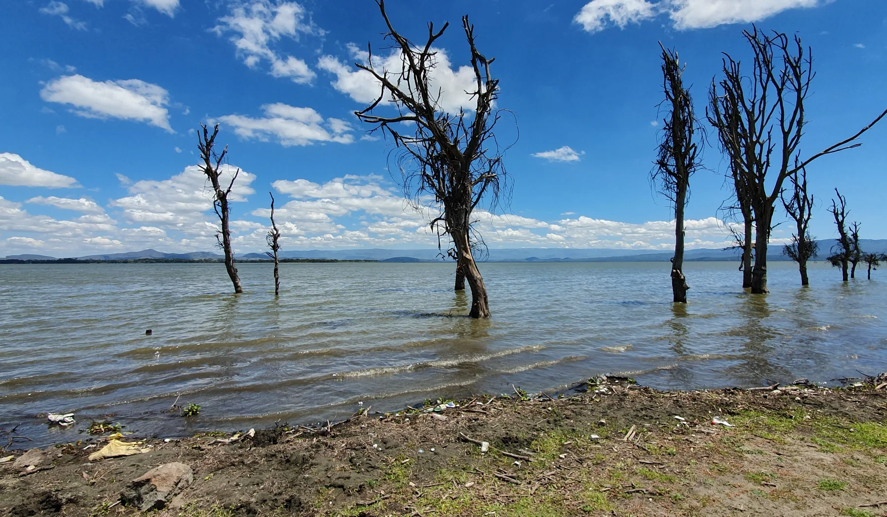 Lake Naivasha shoreline with submerged dead trees, open water and distant hills