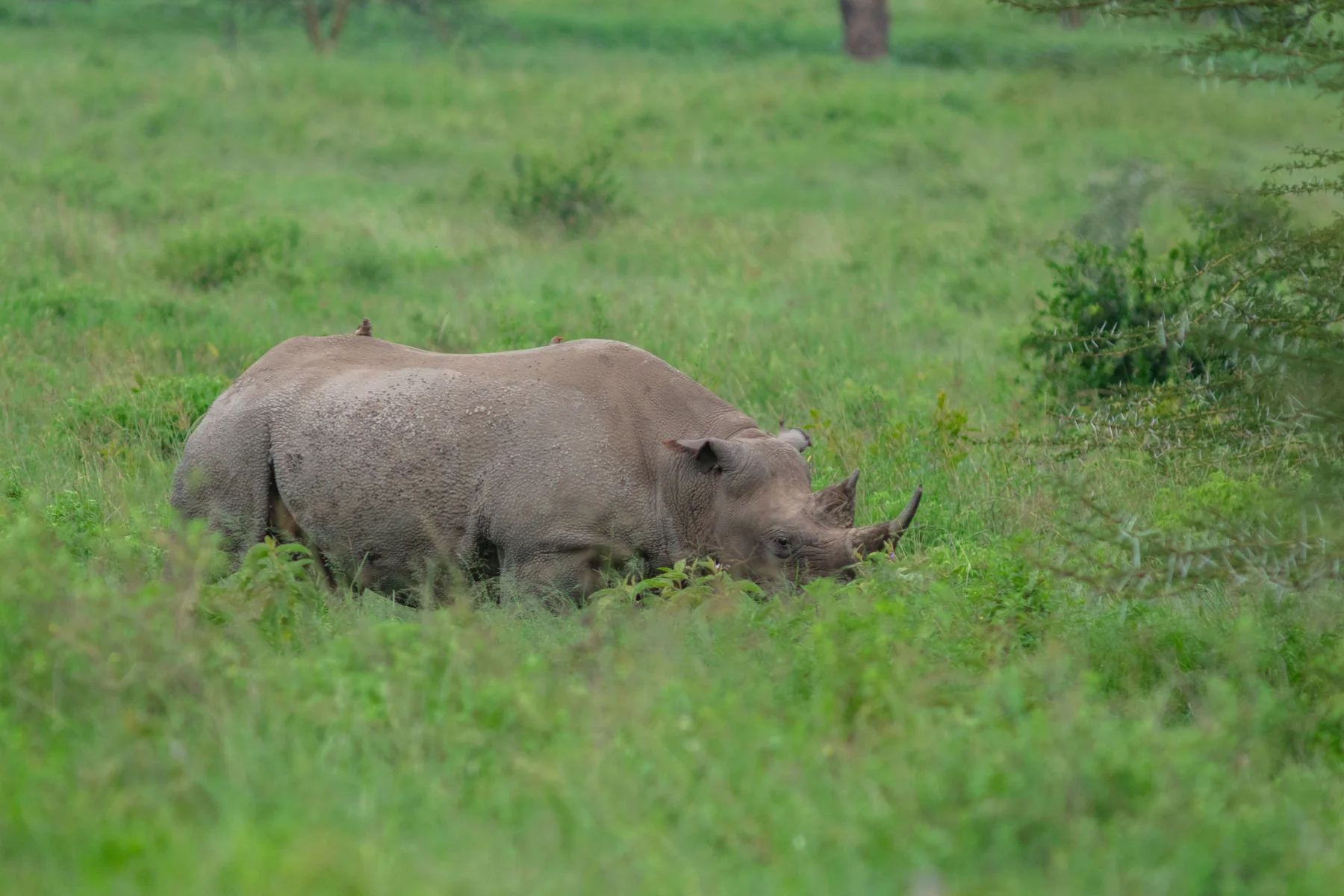Black rhinoceros walking through green vegetation in Lake Nakuru National Park