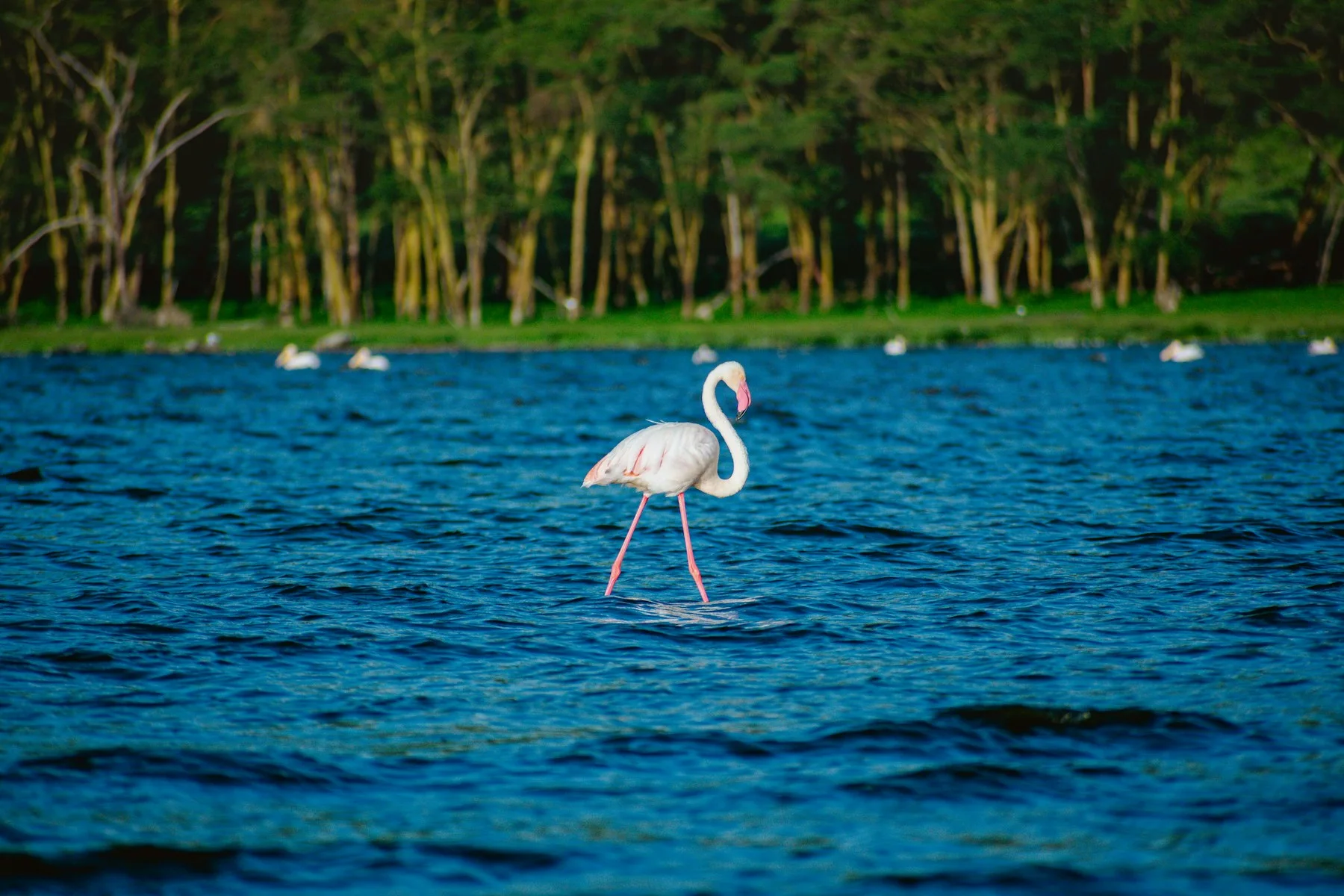 A flamingo wading in blue water at Lake Nakuru National Park