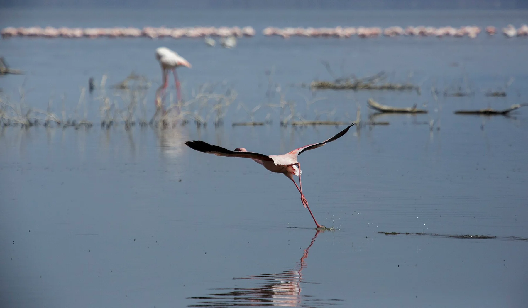 Flamingo taking off from Lake Nakuru with a distant flock behind
