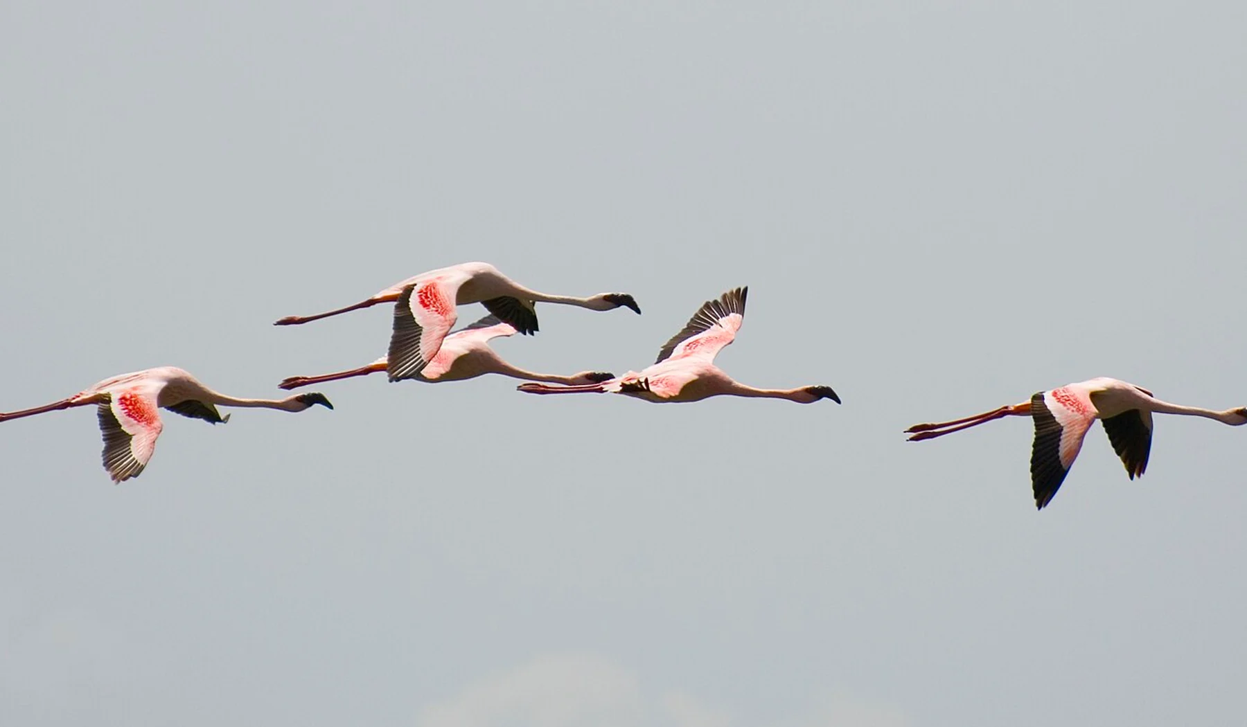 Lesser flamingos flying in formation over Lake Nakuru