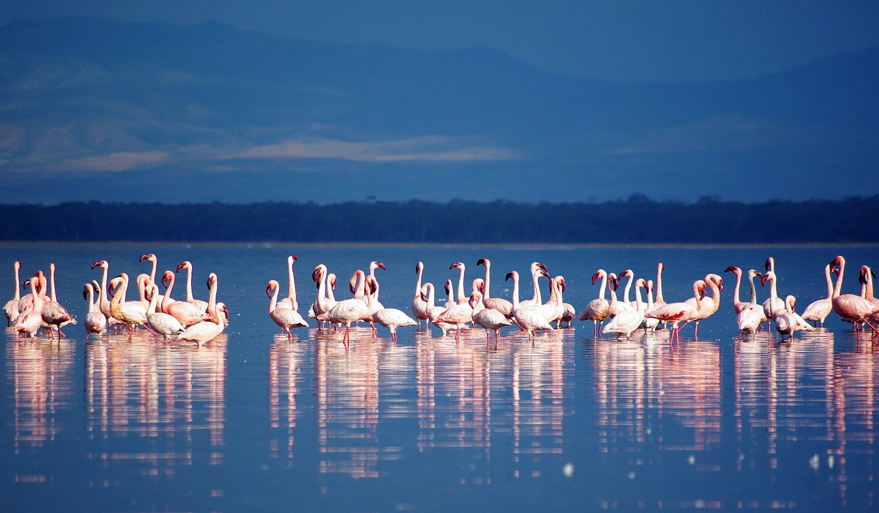 Flamingos standing in shallow water at Lake Nakuru