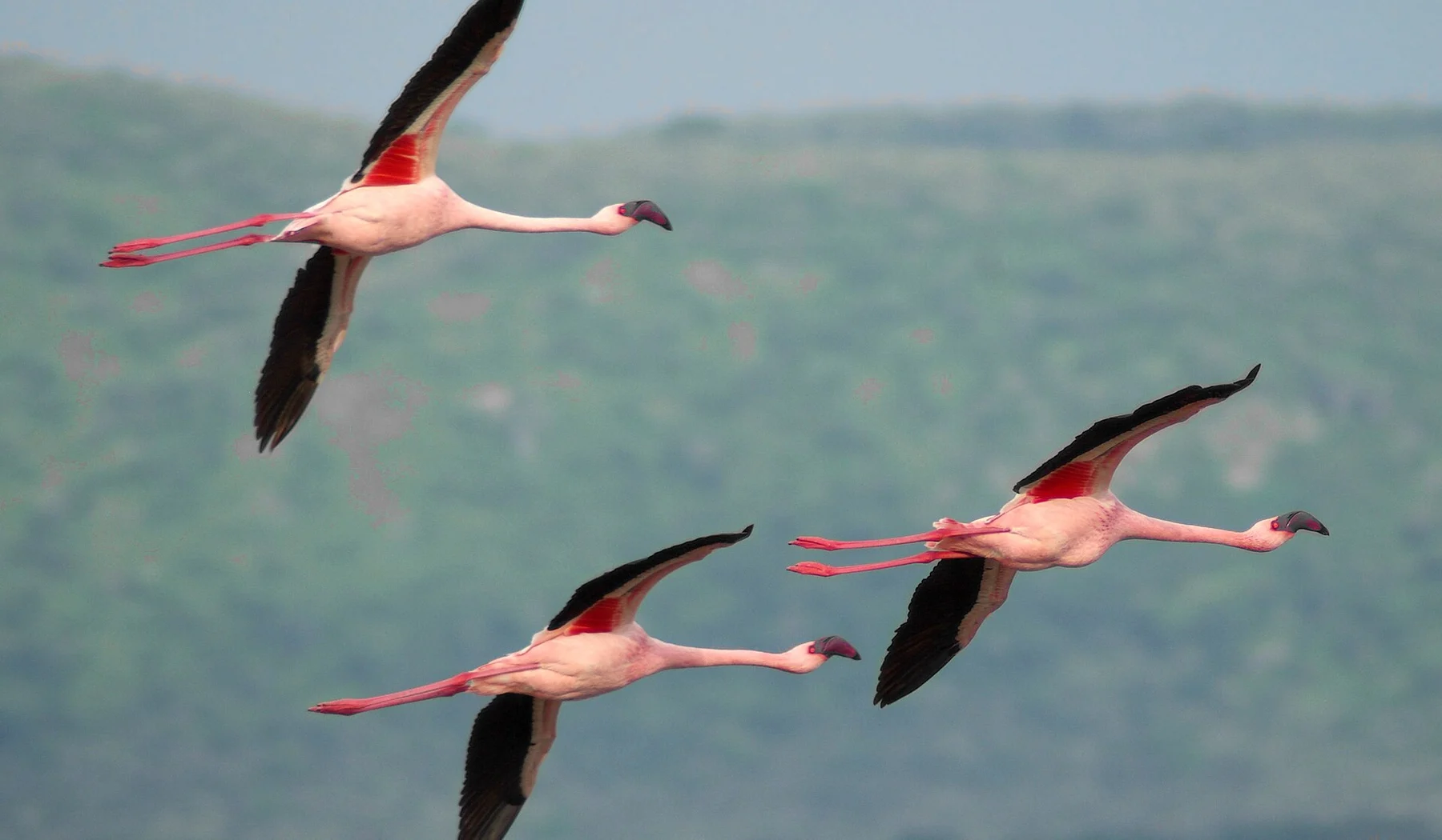 Three lesser flamingos flying above Lake Nakuru