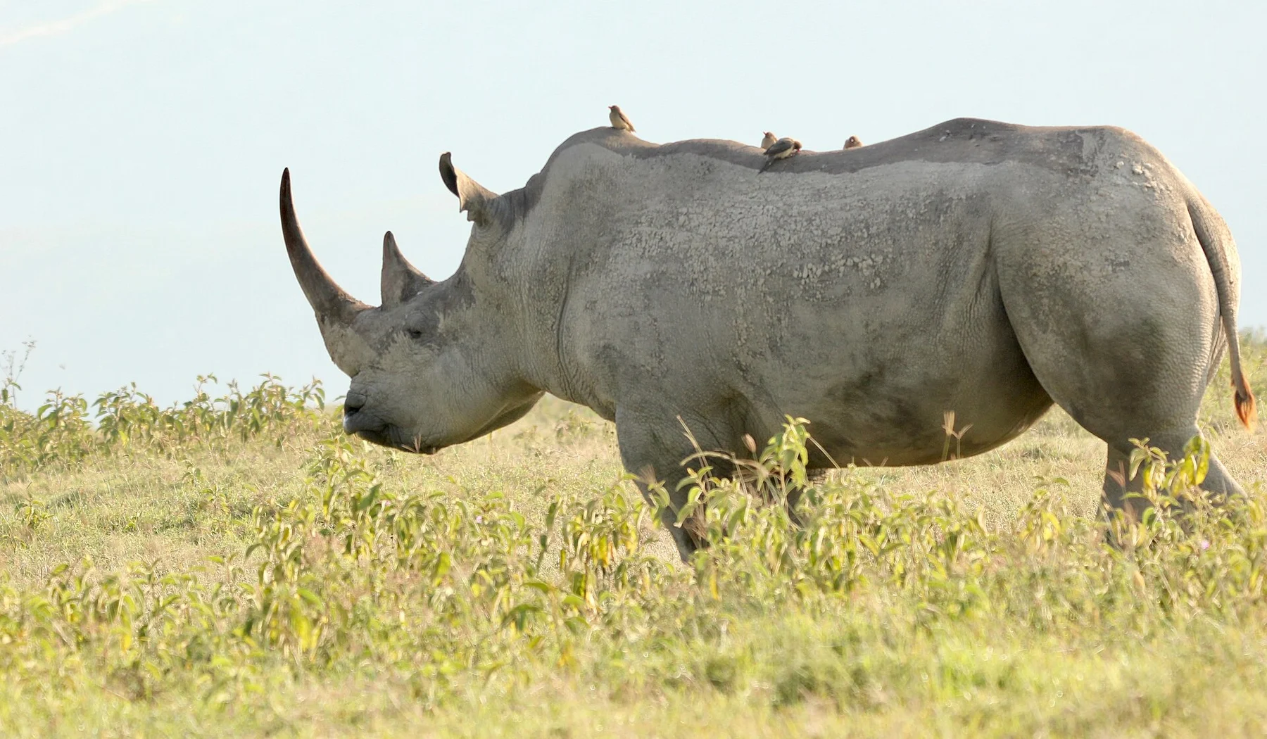 Oxpeckers perched on a white rhino at Lake Nakuru