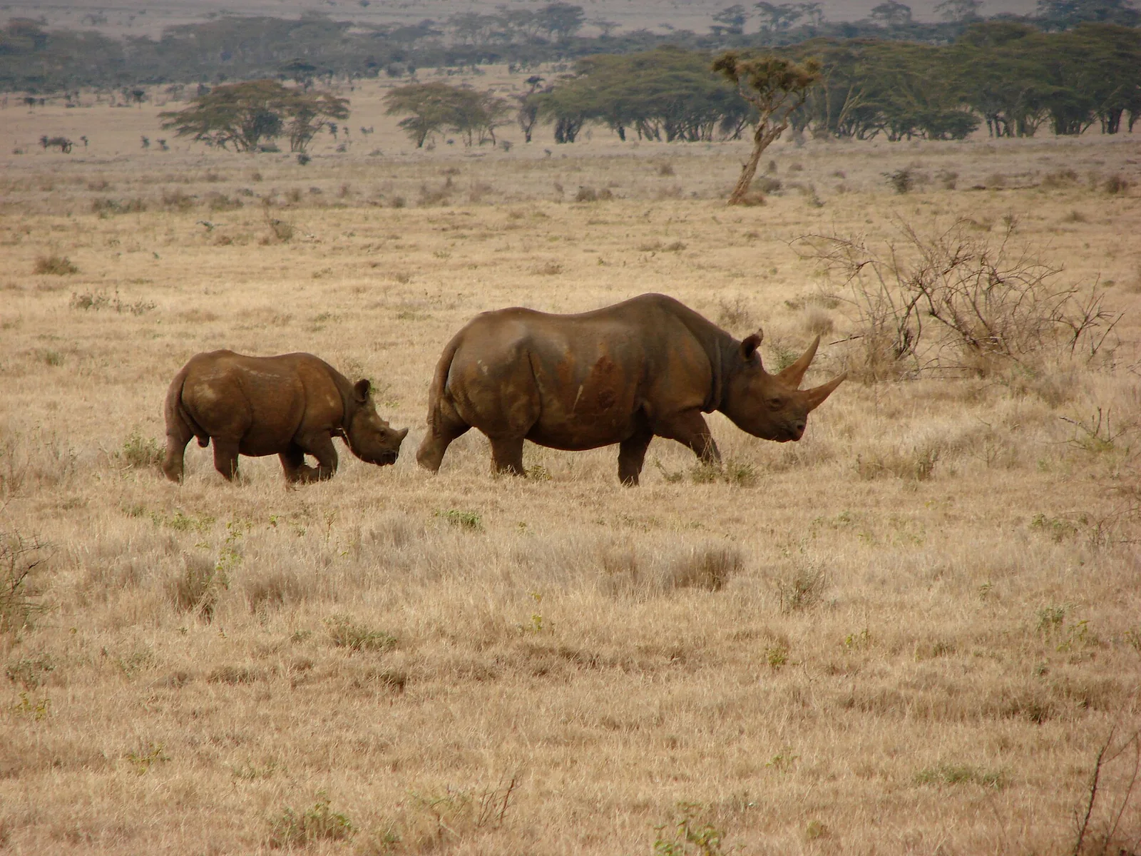 Black rhinoceros mother and calf walking across open Lewa grassland