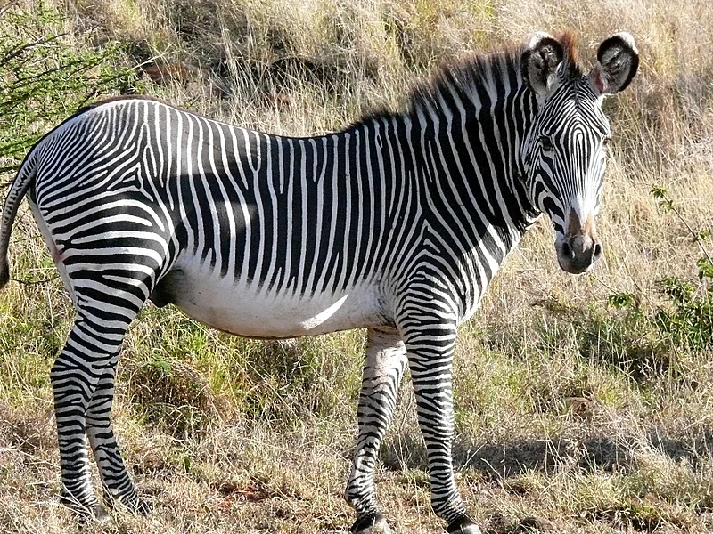 Grevy zebra standing in dry grass at Lewa Wildlife Conservancy