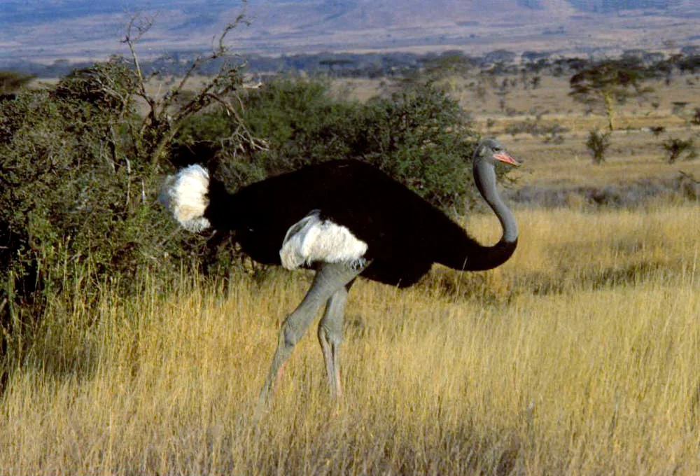 Somali ostrich standing in pale grass at Lewa Wildlife Conservancy