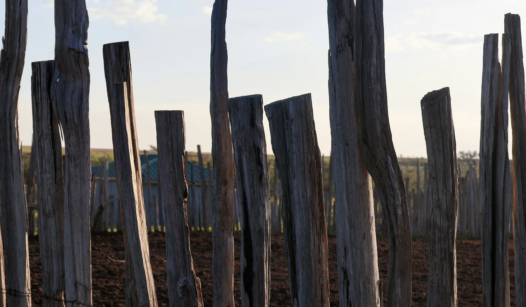Closely arranged wooden branches forming a livestock fence