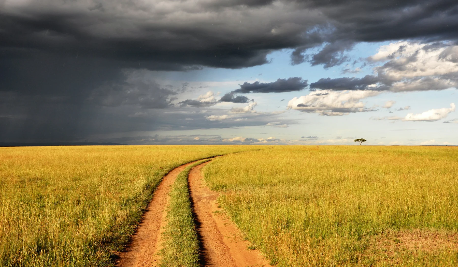 Track across Maasai Mara grassland beneath storm clouds