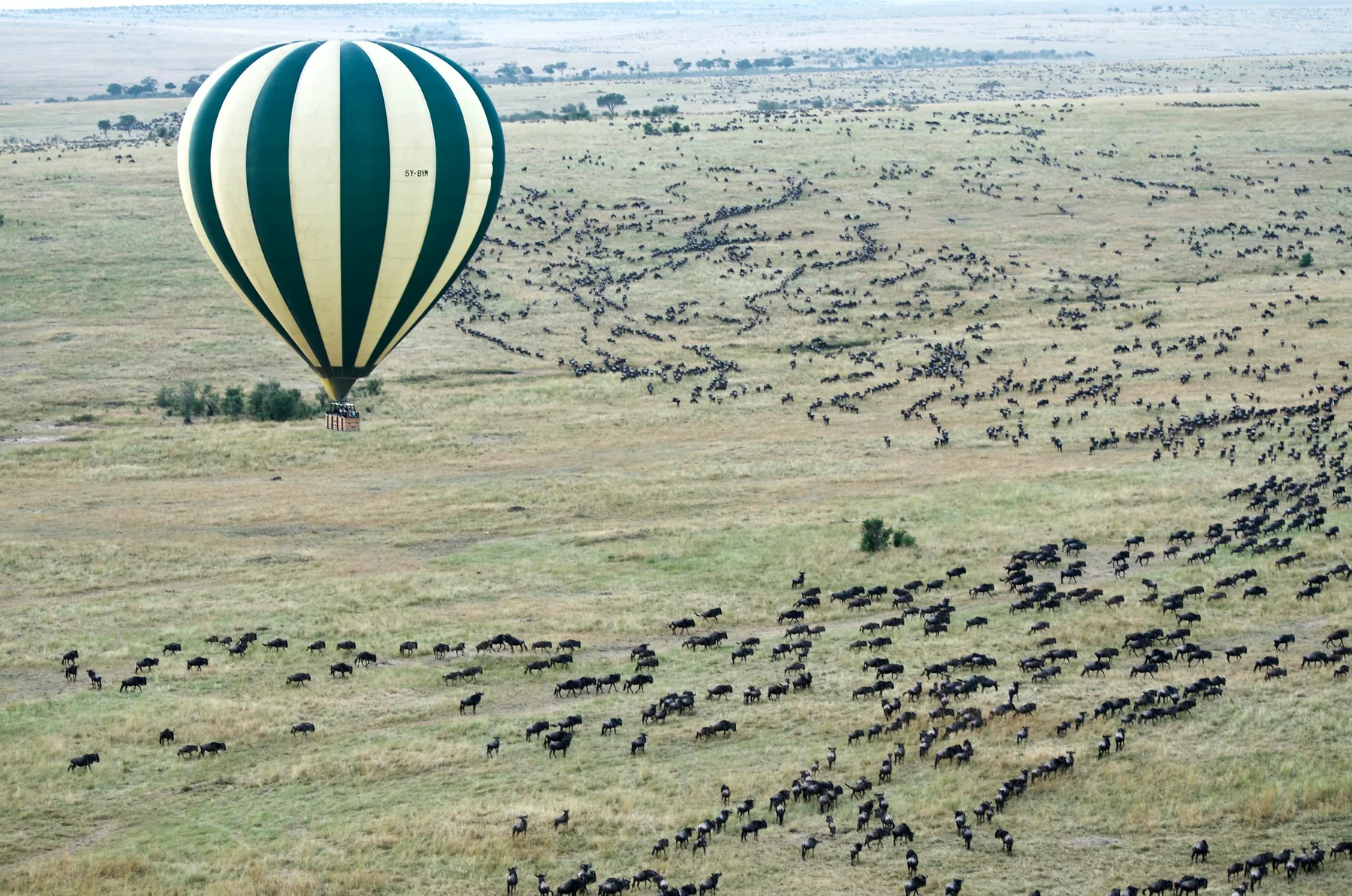 Aerial view of a hot-air balloon and wildebeest herds in the Masai Mara