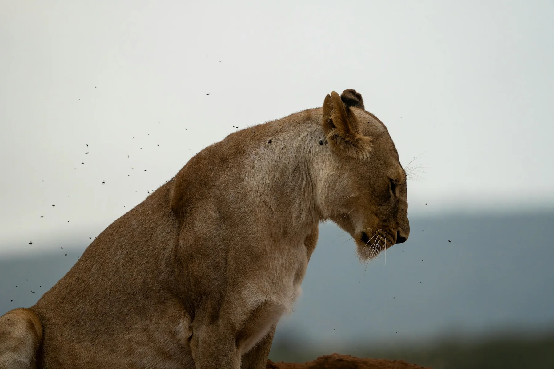 Masai Mara landscape and wildlife