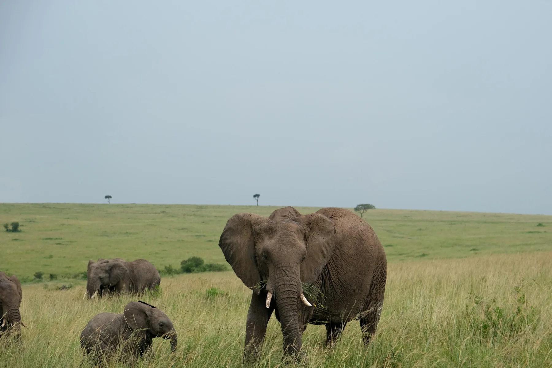 Elephant family with a calf grazing in green Masai Mara grass beneath cloudy sky