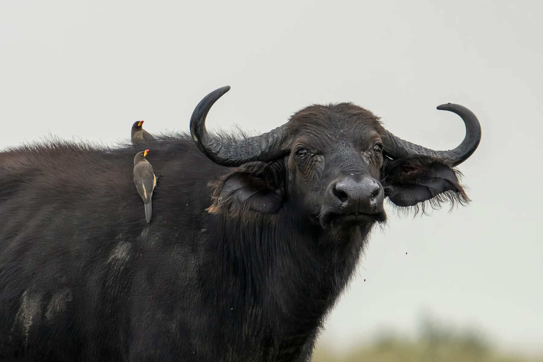 Cape buffalo with two red-billed oxpeckers in the Masai Mara ecosystem