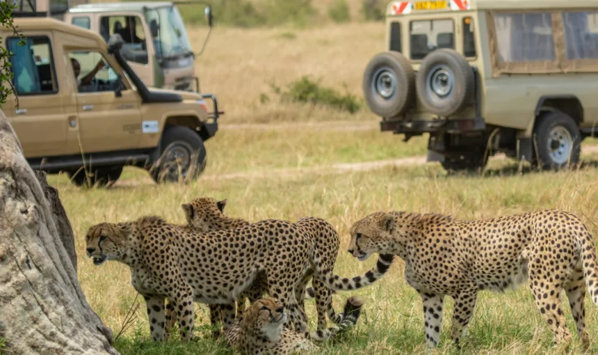 Private Conservancy vs National Reserve in the Masai Mara