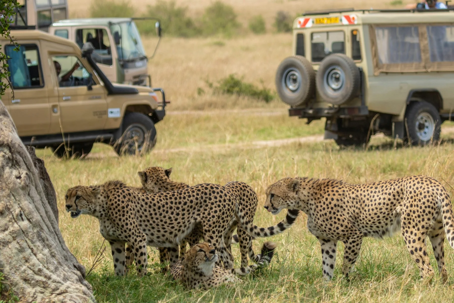 Small safari vehicles observing cheetahs in the Masai Mara