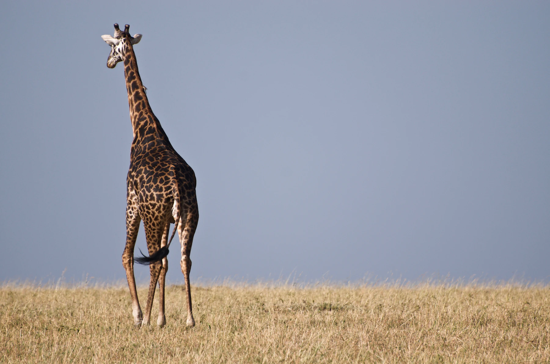 Giraffe on open grassland in a Masai Mara conservancy