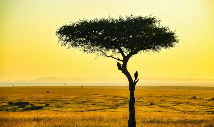 Masai Mara Bush Breakfasts, Sundowners and Private Dining: What Is Worth Booking?