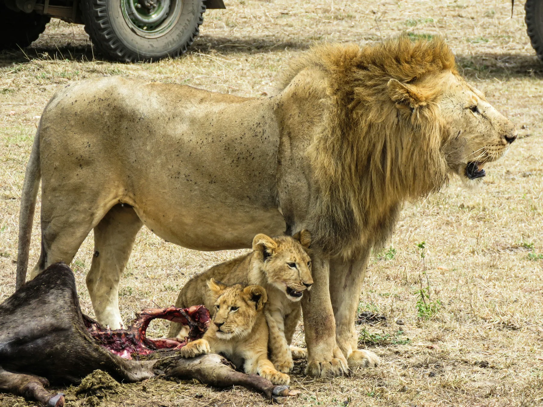 Male lion and two cubs beside a carcass with safari vehicle wheels in the background