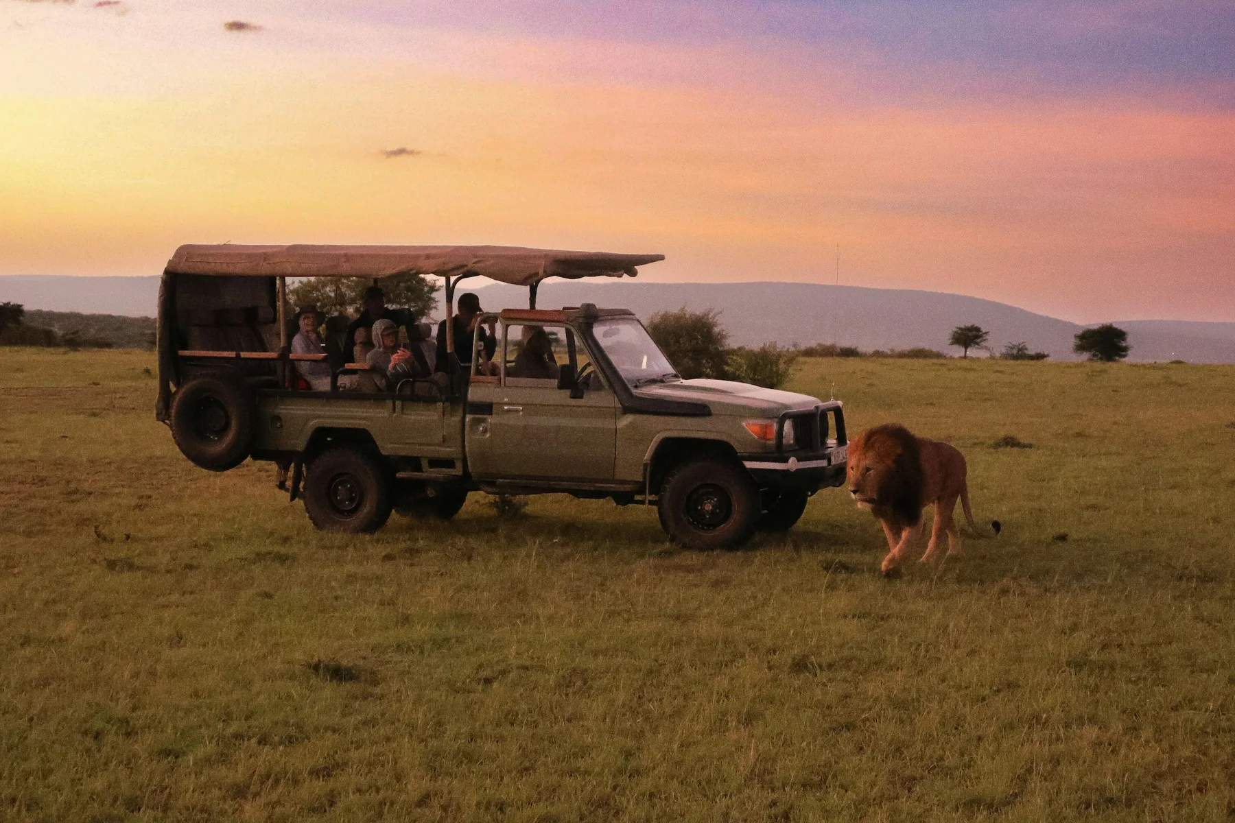 Male lion walking beside a stationary safari vehicle with seated guests in Naboisho