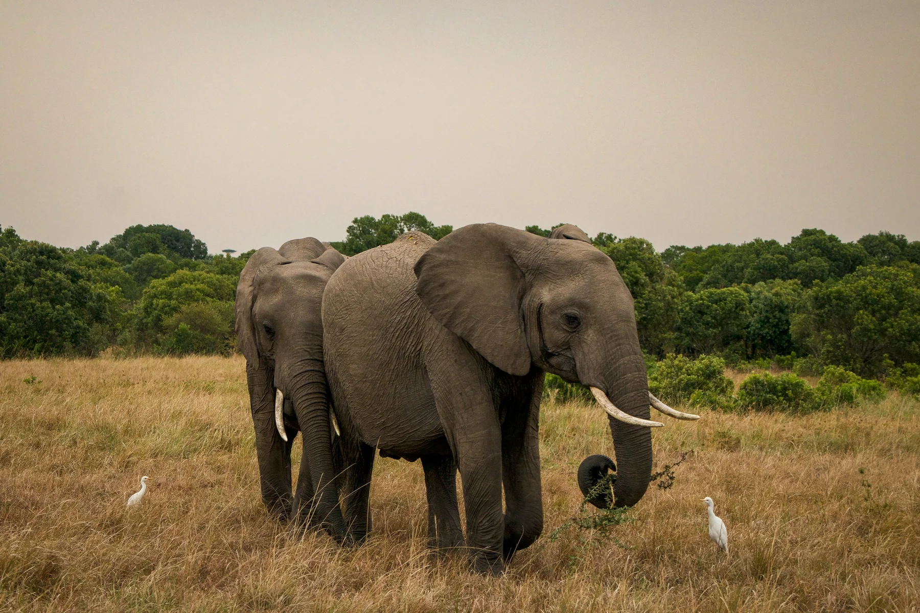 Two African elephants standing in golden Maasai Mara grass near green woodland