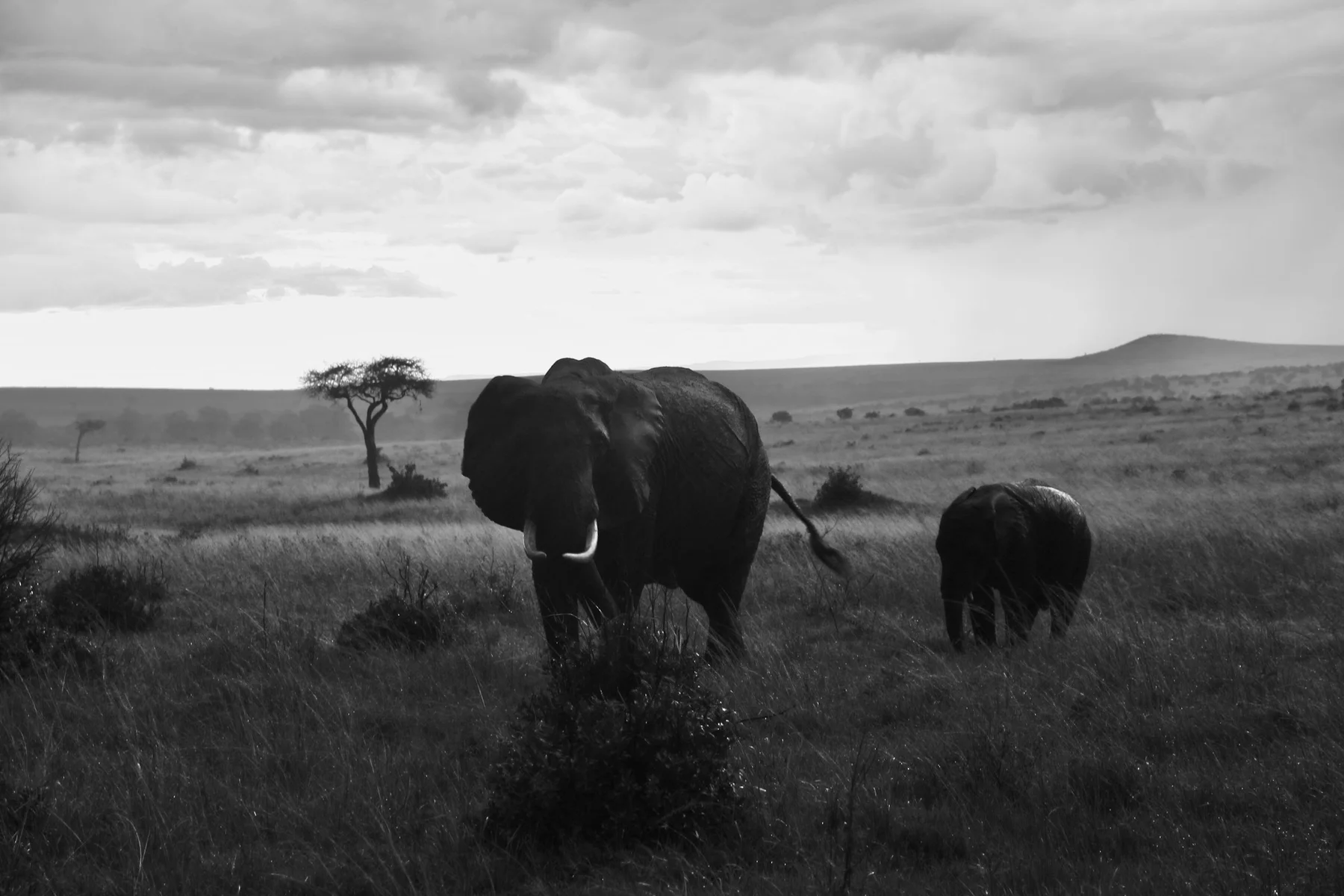 Adult elephant and calf walking through the Masai Mara in rain under storm clouds
