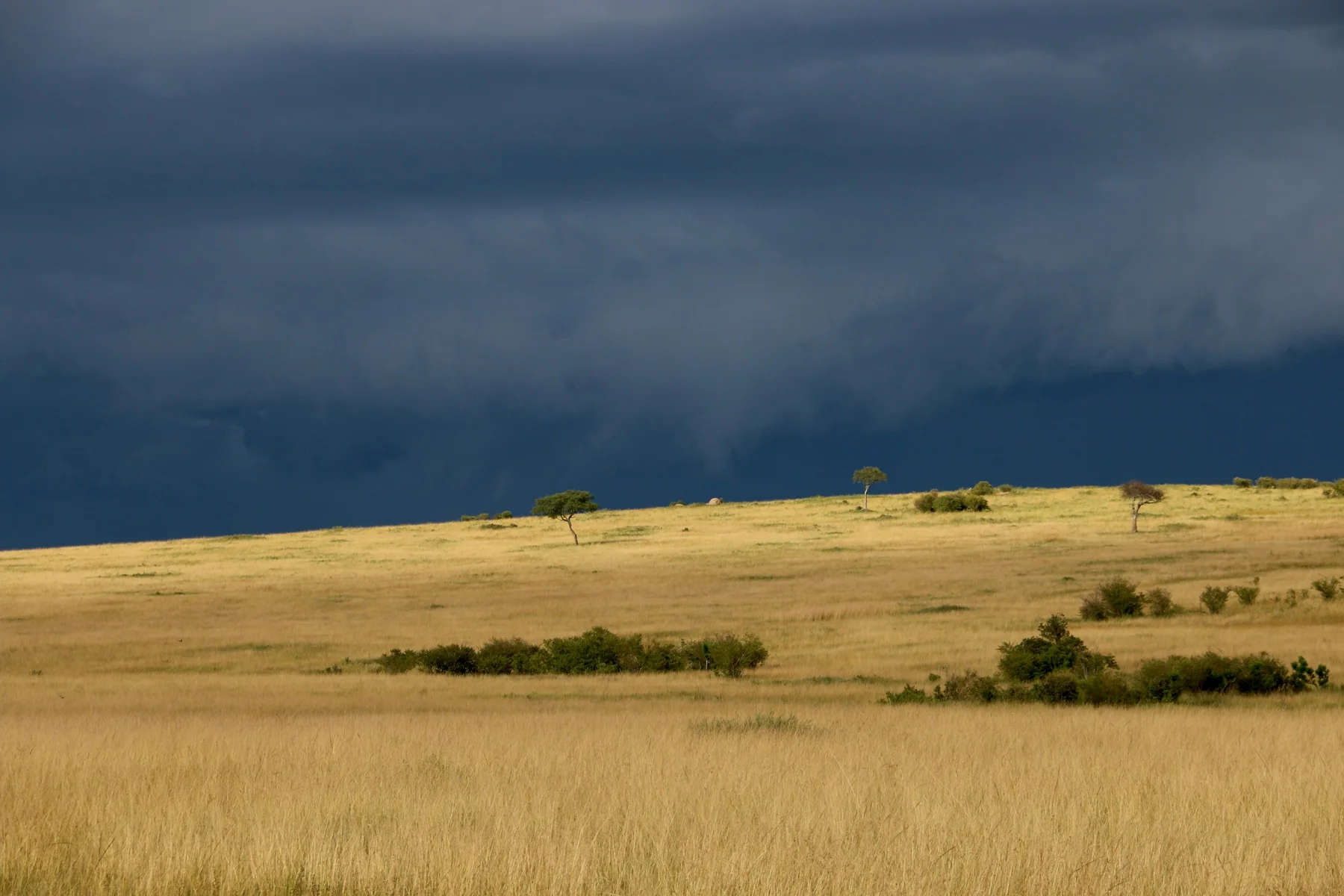Dark storm front approaching golden Masai Mara grassland and scattered trees