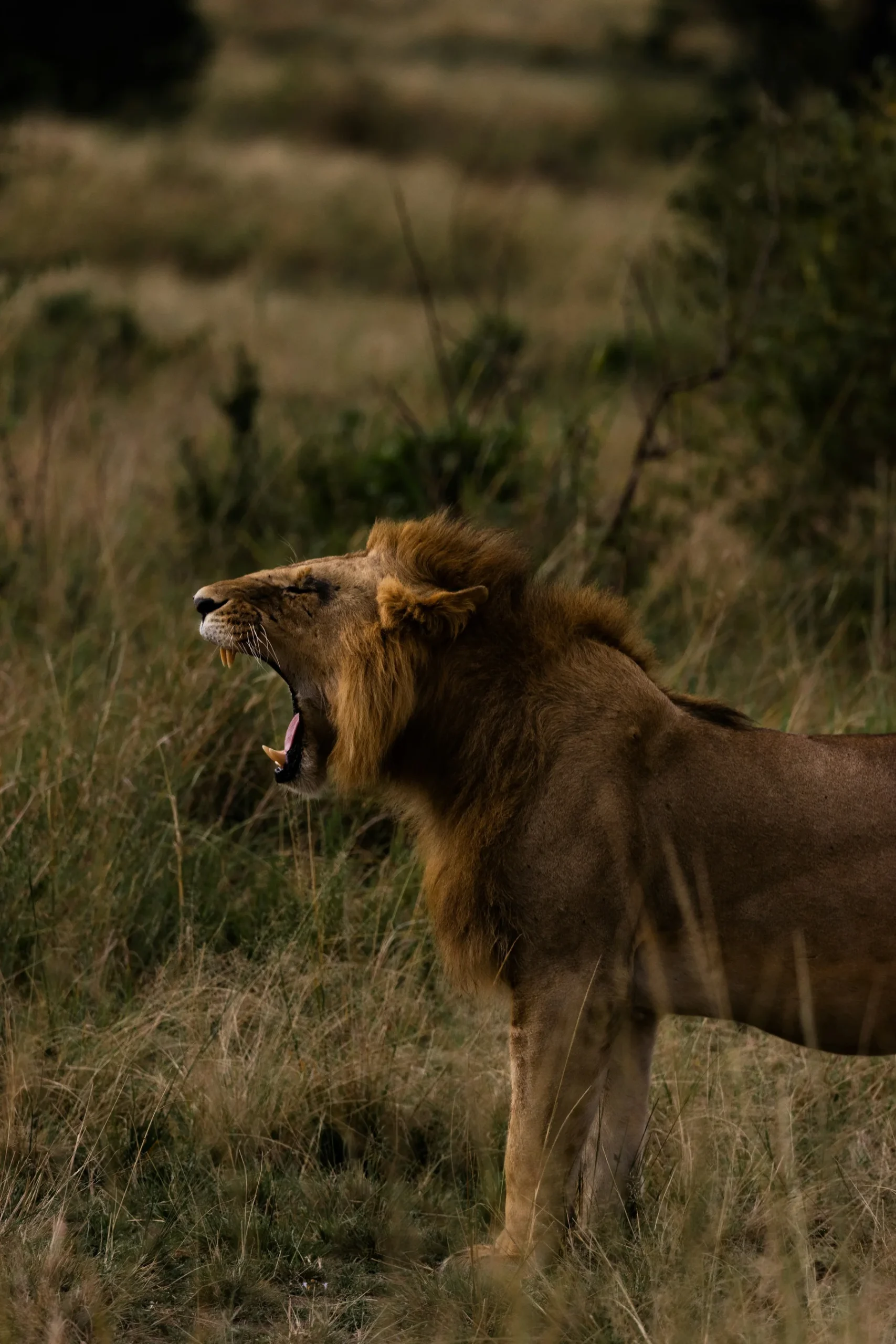 Male lion yawning in Masai Mara grass in low morning light