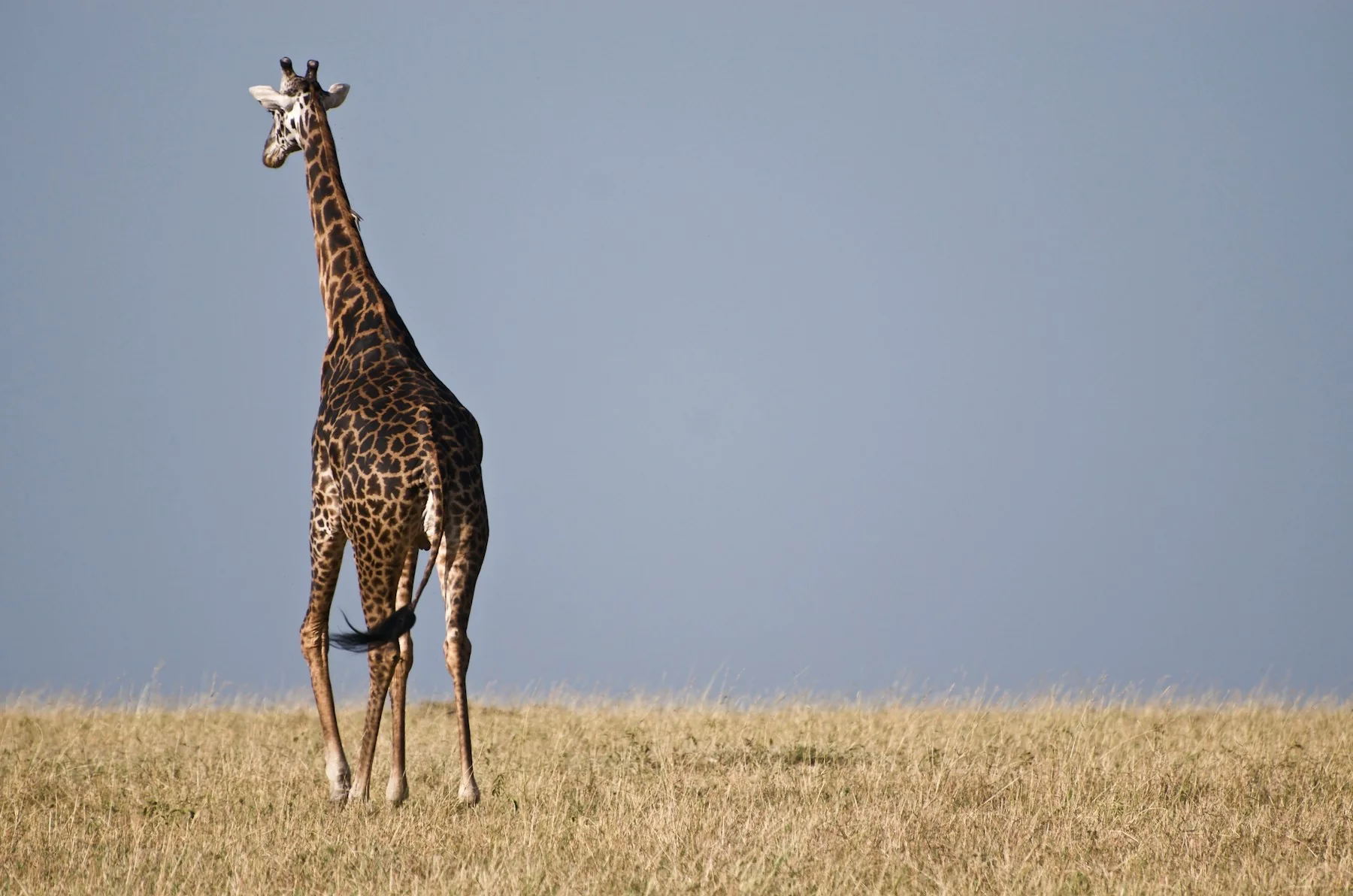 Giraffe crossing open grassland during a five-day Masai Mara safari