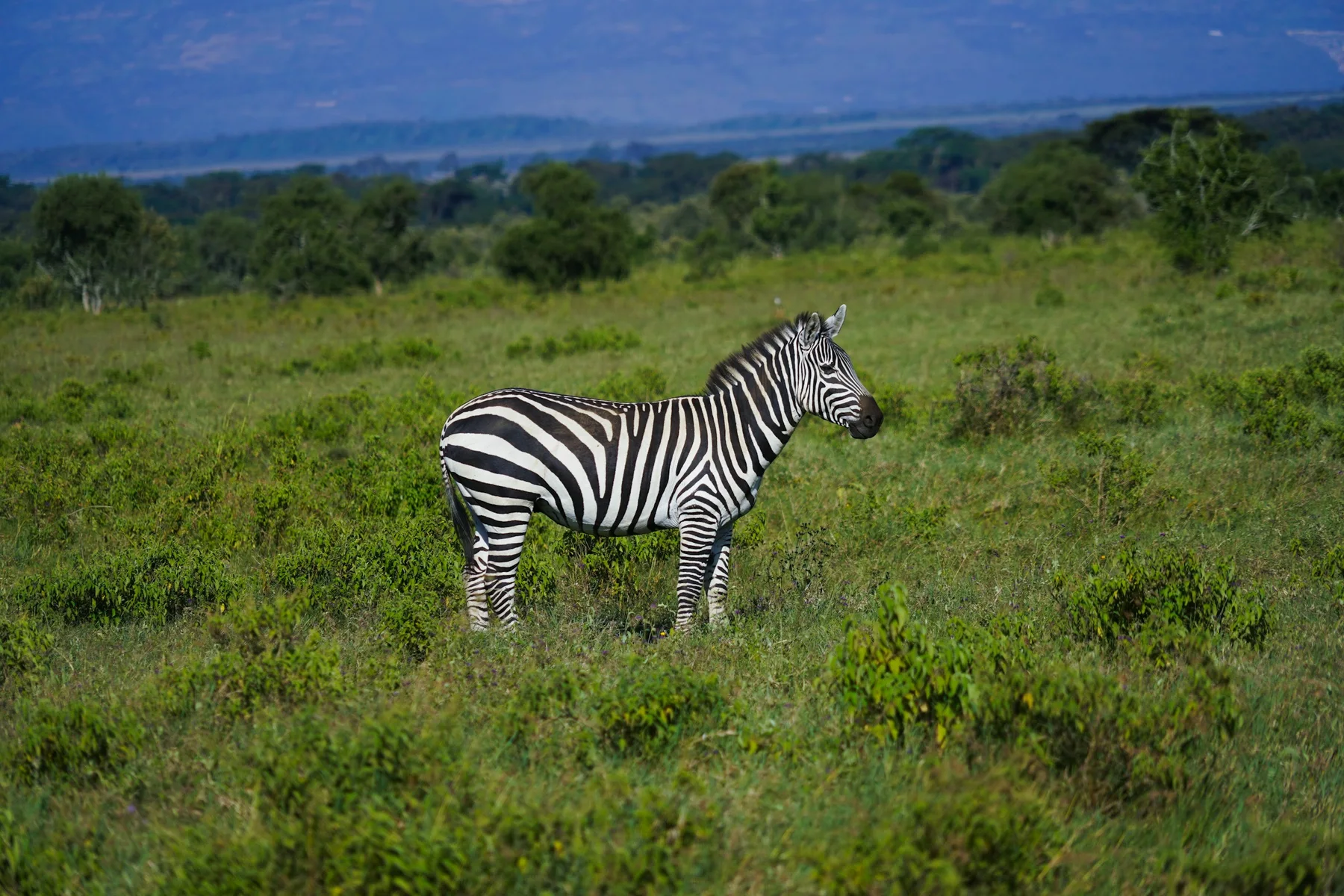 Zebra standing in lush green grass in the Masai Mara
