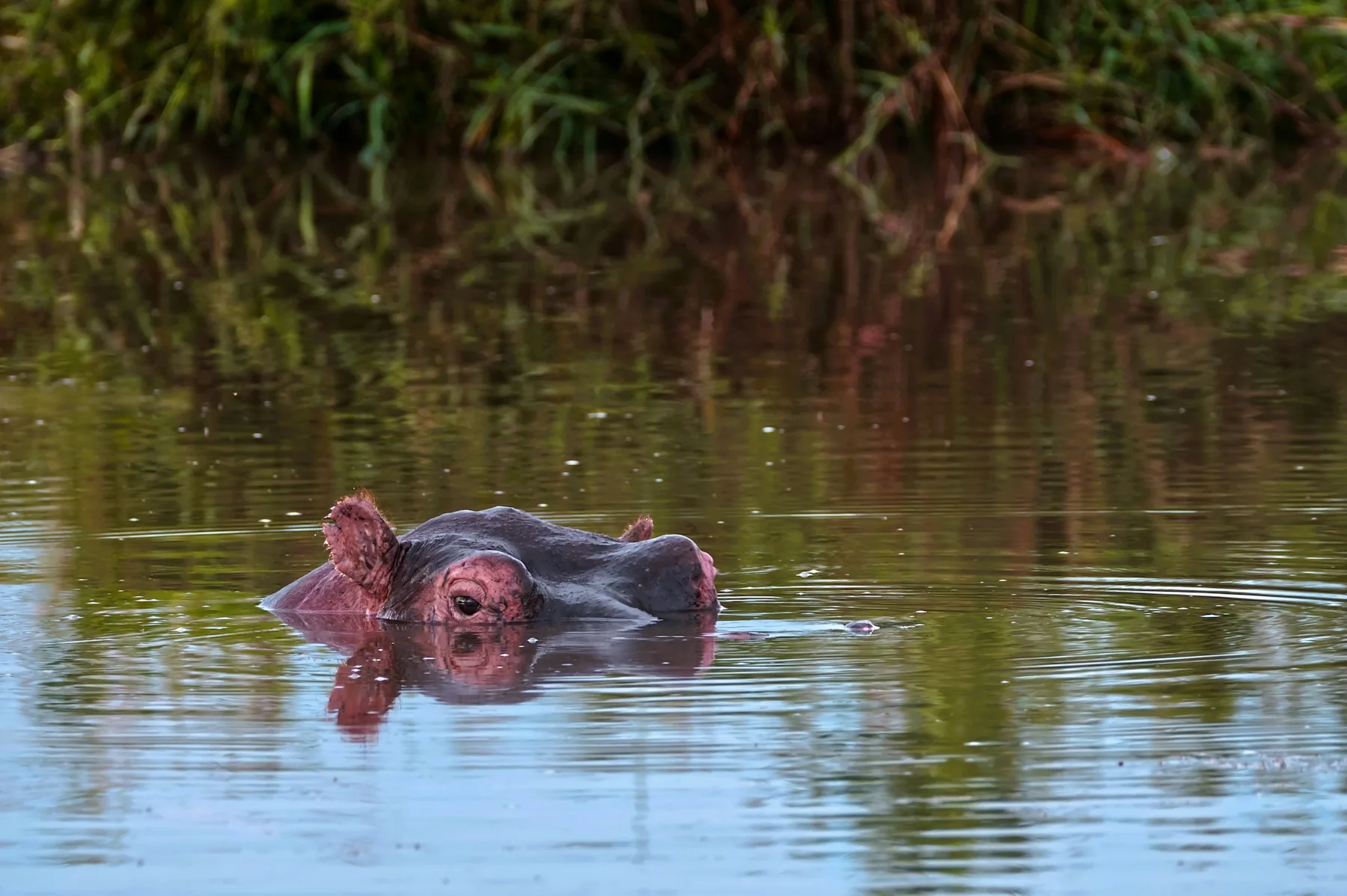 Hippo near Keekorok Lodge in the Masai Mara