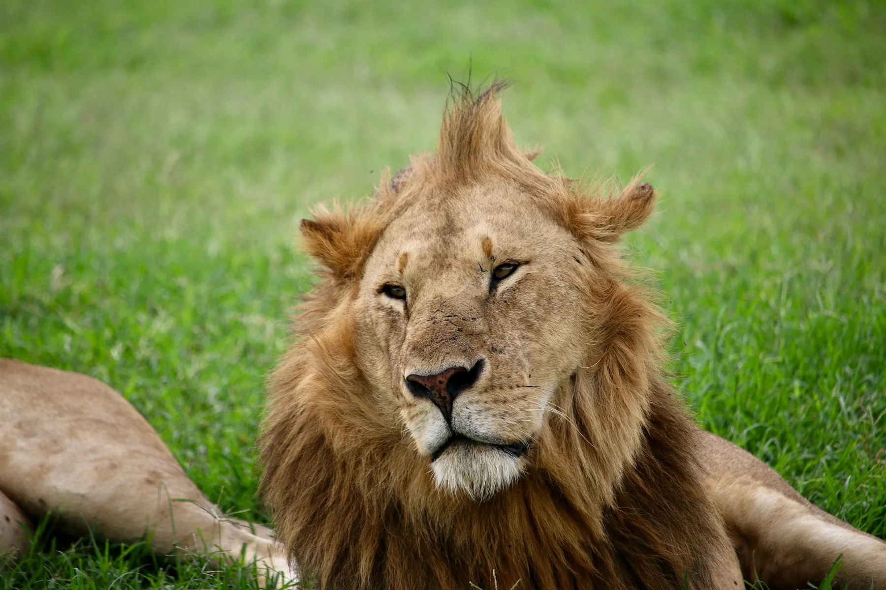 león relacionado con el precio safari Kenia