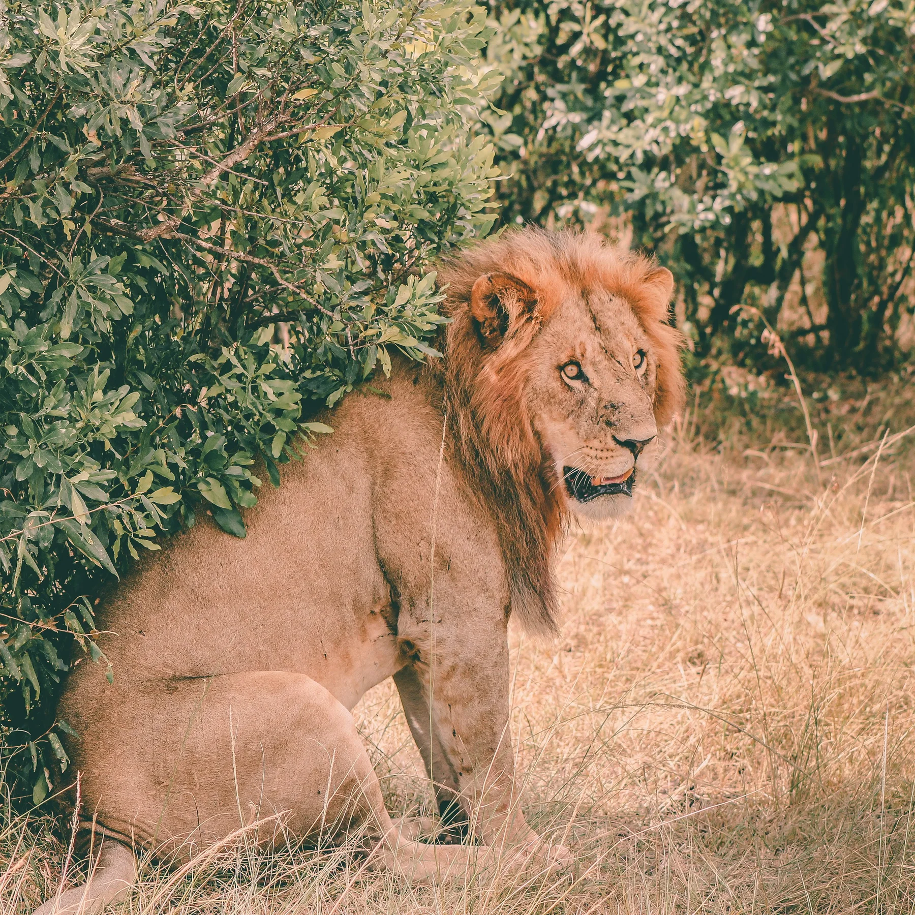 Young male lion resting beside a leafy bush in Masai Mara National Reserve