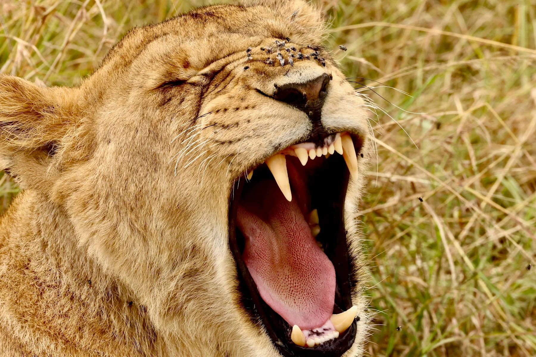 Lion observé lors d’un premier safari au Kenya