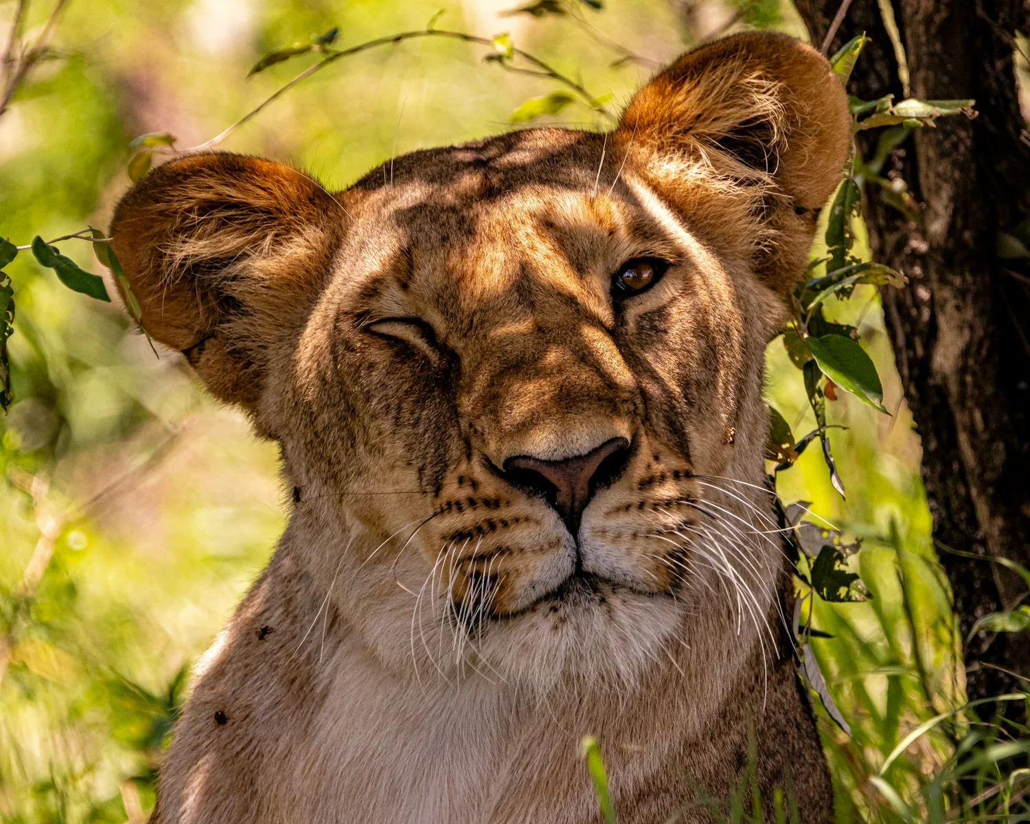 leonessa durante un safari Kenya da Nairobi