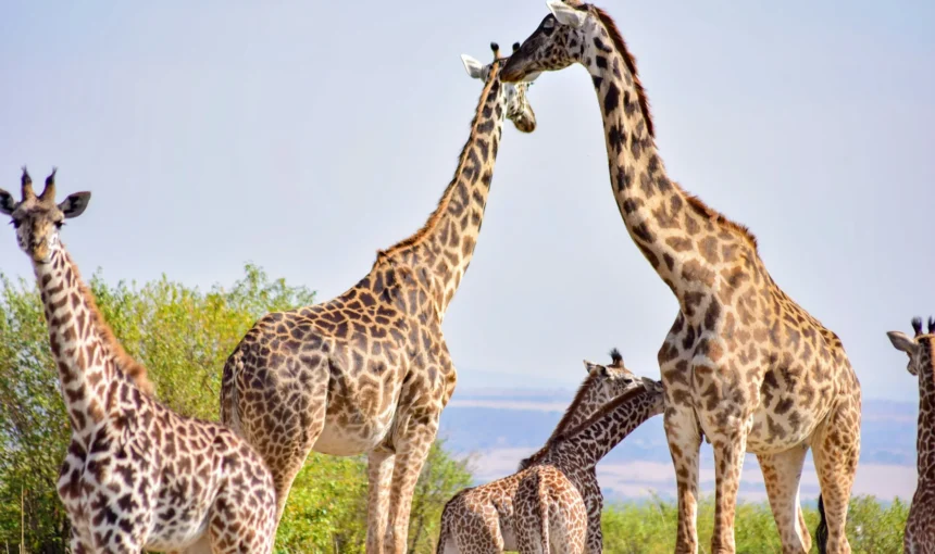 Mara North Conservancy Guide