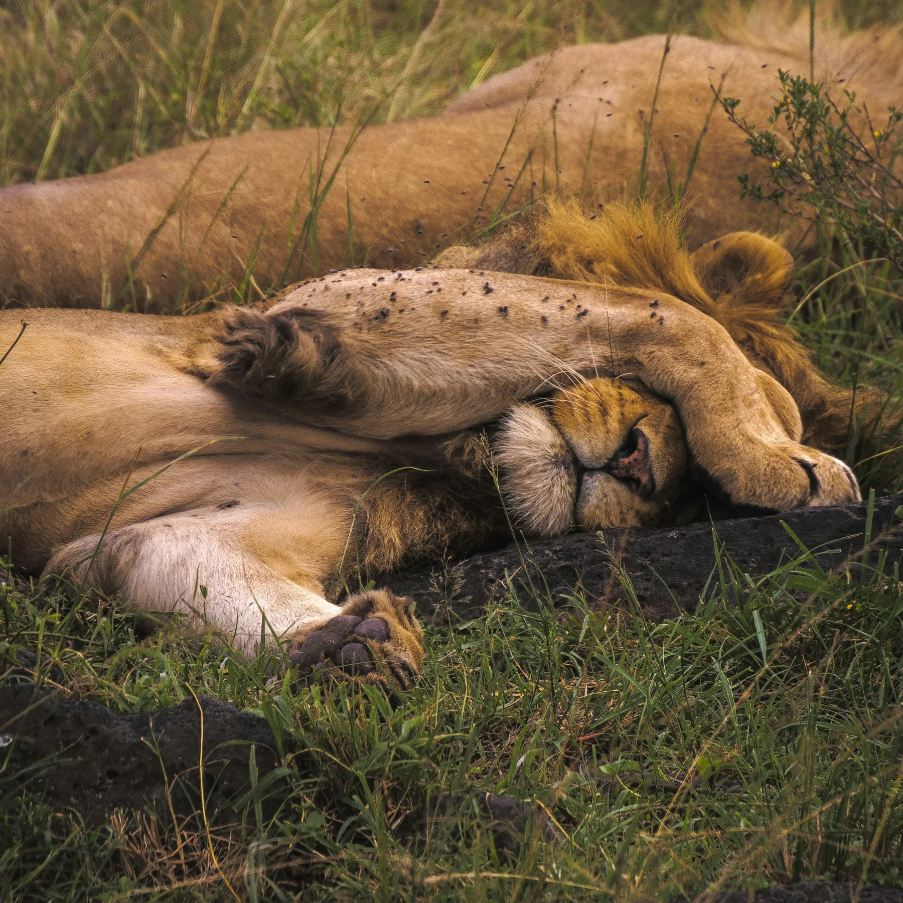 Two lions sleeping together in lush Mara grass