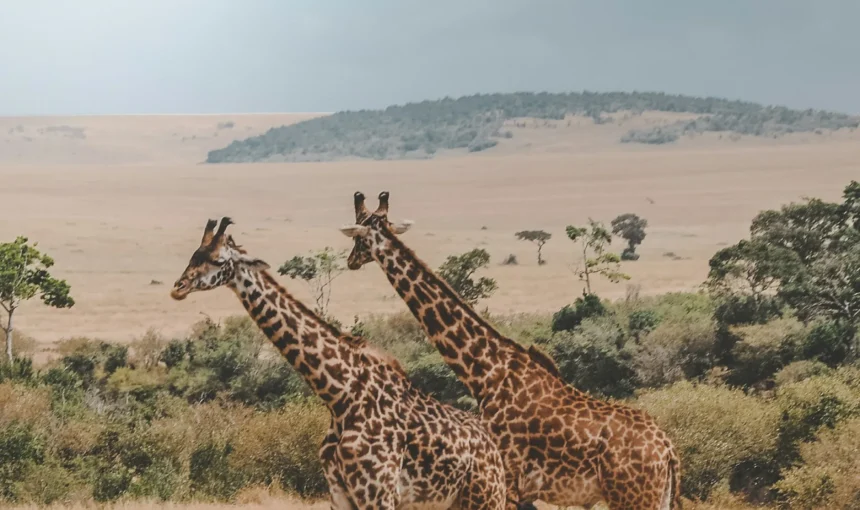 Masai Mara Photography Tips: Cameras, Settings and Fieldcraft
