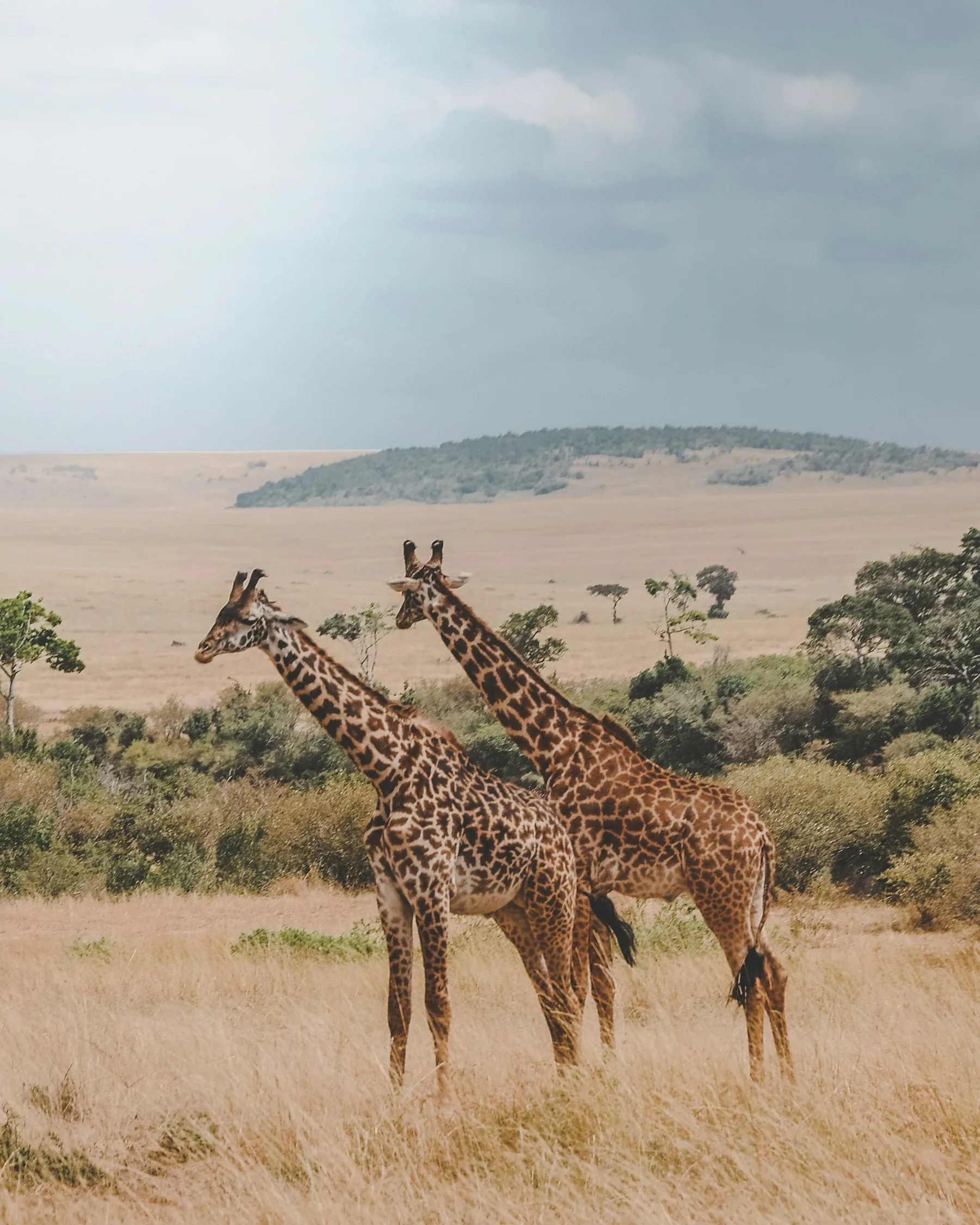Masai Mara photography tips for giraffes
