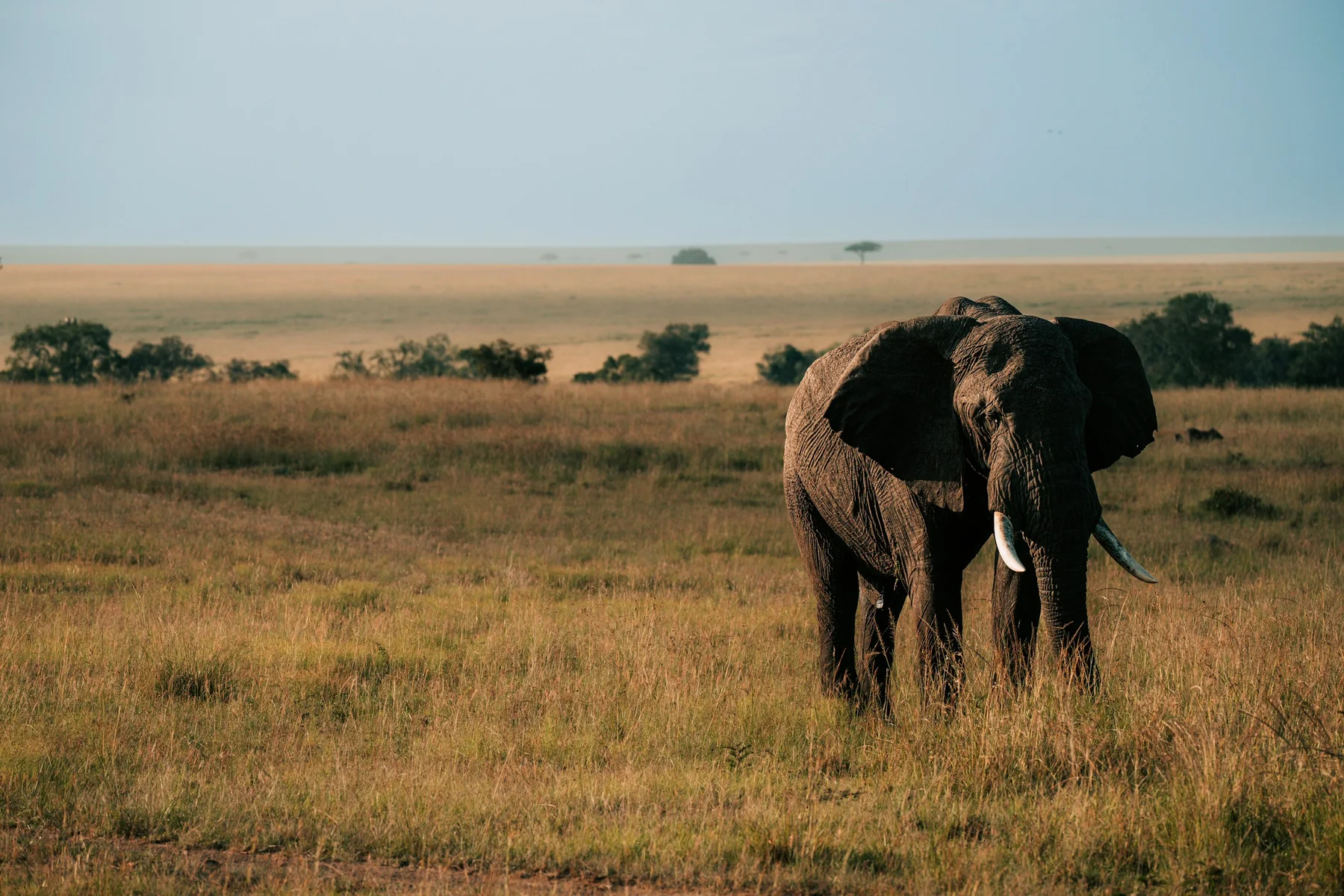 African bull elephant walking through open Mara grassland in soft morning light