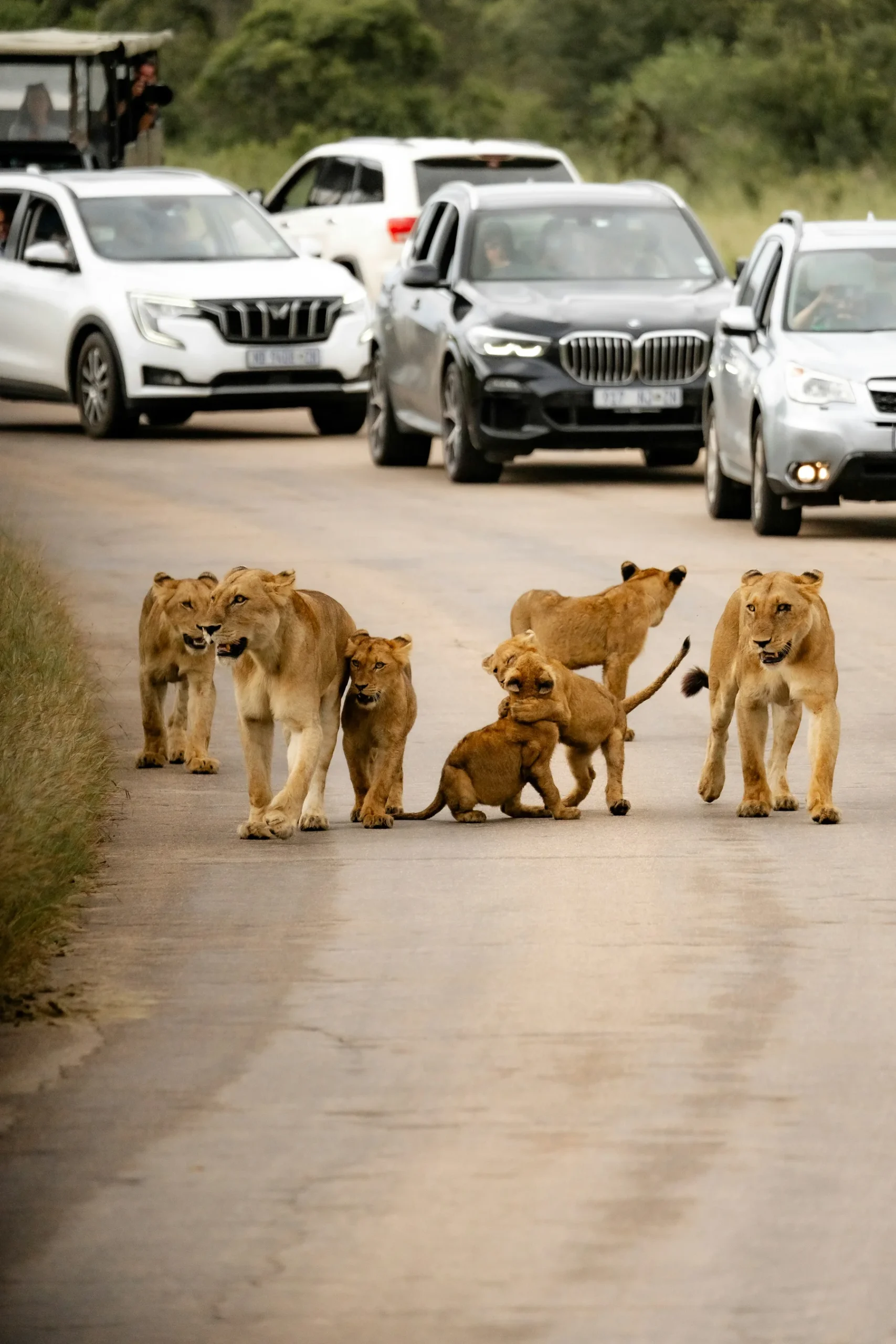 Lion pride and cubs crossing a road while vehicles wait