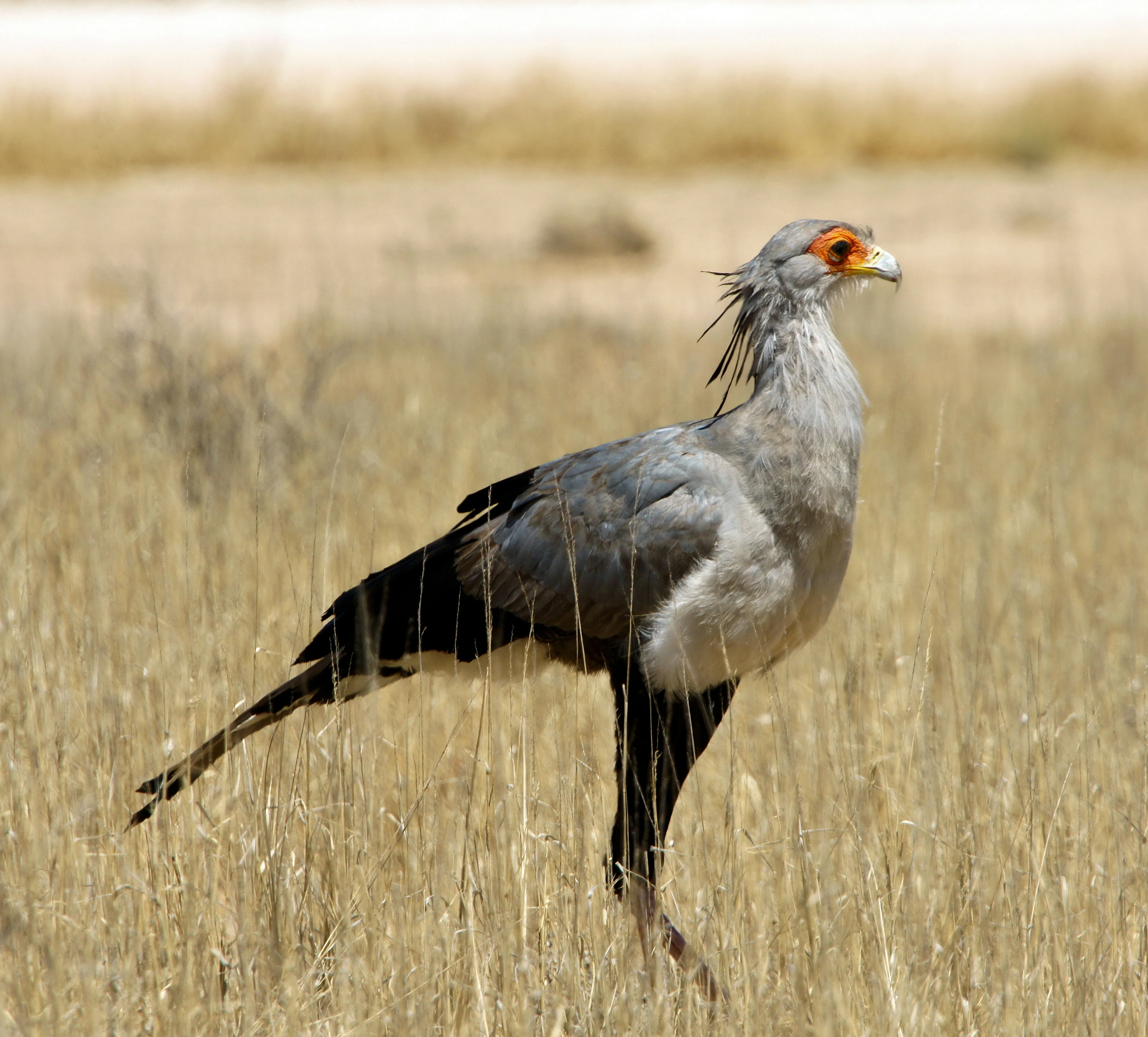 Secretarybird walking through African grassland