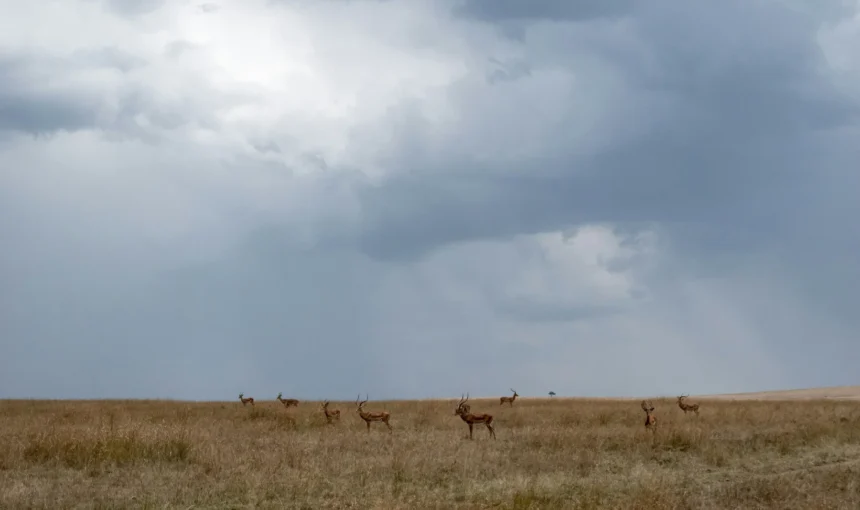 Mara Triangle vs Talek vs Sekenani: Which Part of the Masai Mara Should You Choose?